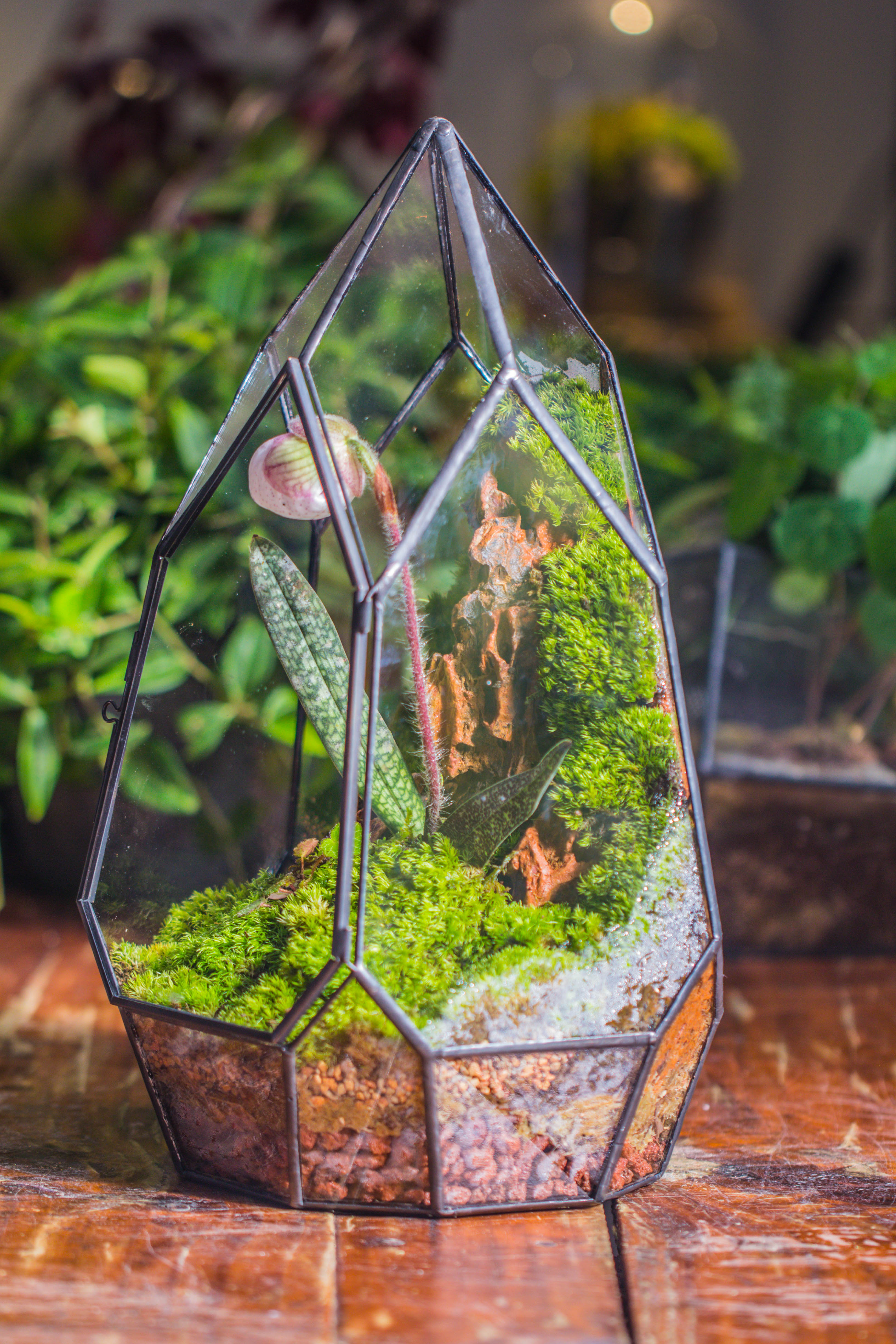 Cliff terrarium project: Live Moss Cliff TearDrop Close Terrarium Building Kit with matching LED Grow Light and Base - NCYPgarden