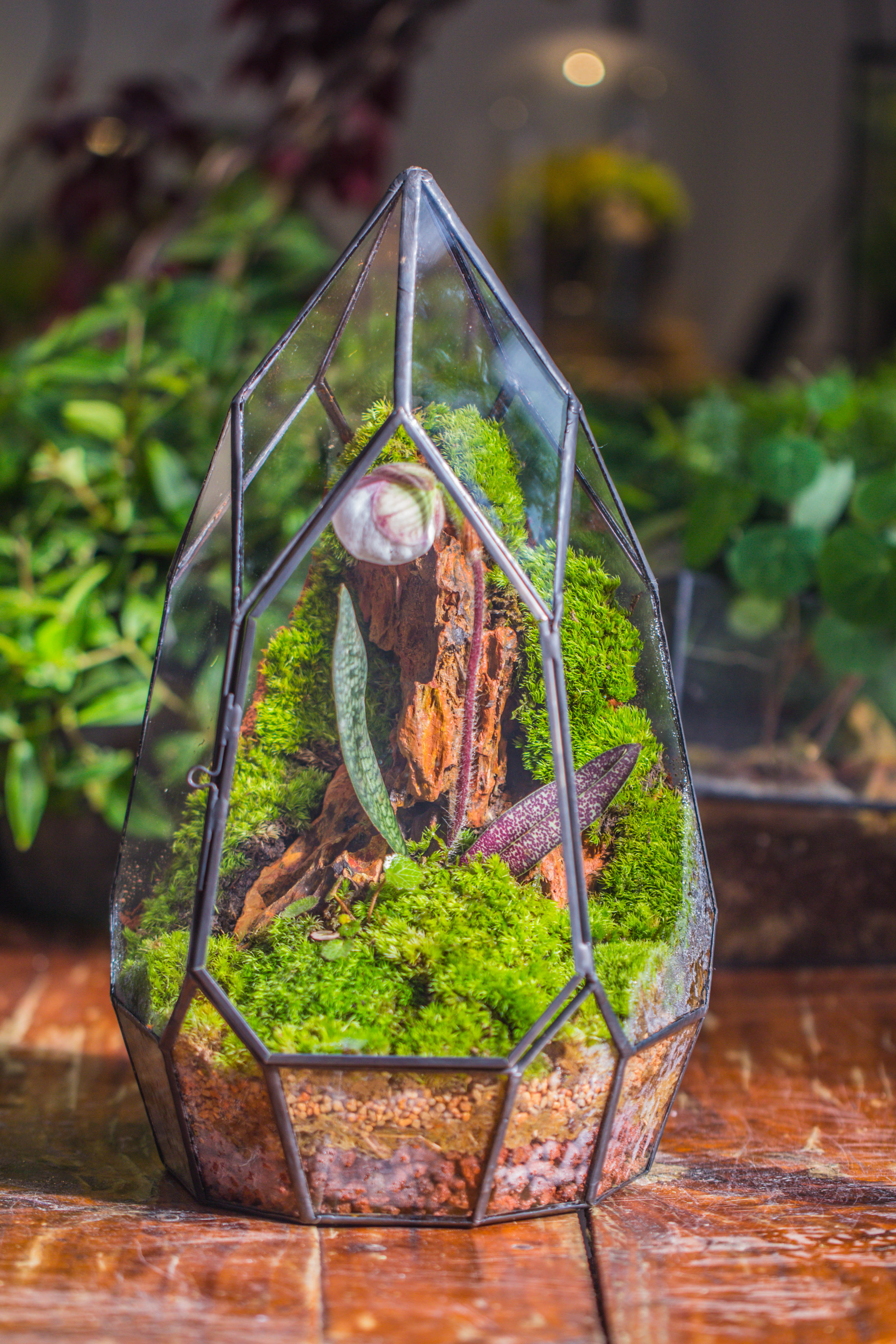 Cliff terrarium project: Live Moss Cliff TearDrop Close Terrarium Building Kit with matching LED Grow Light and Base - NCYPgarden