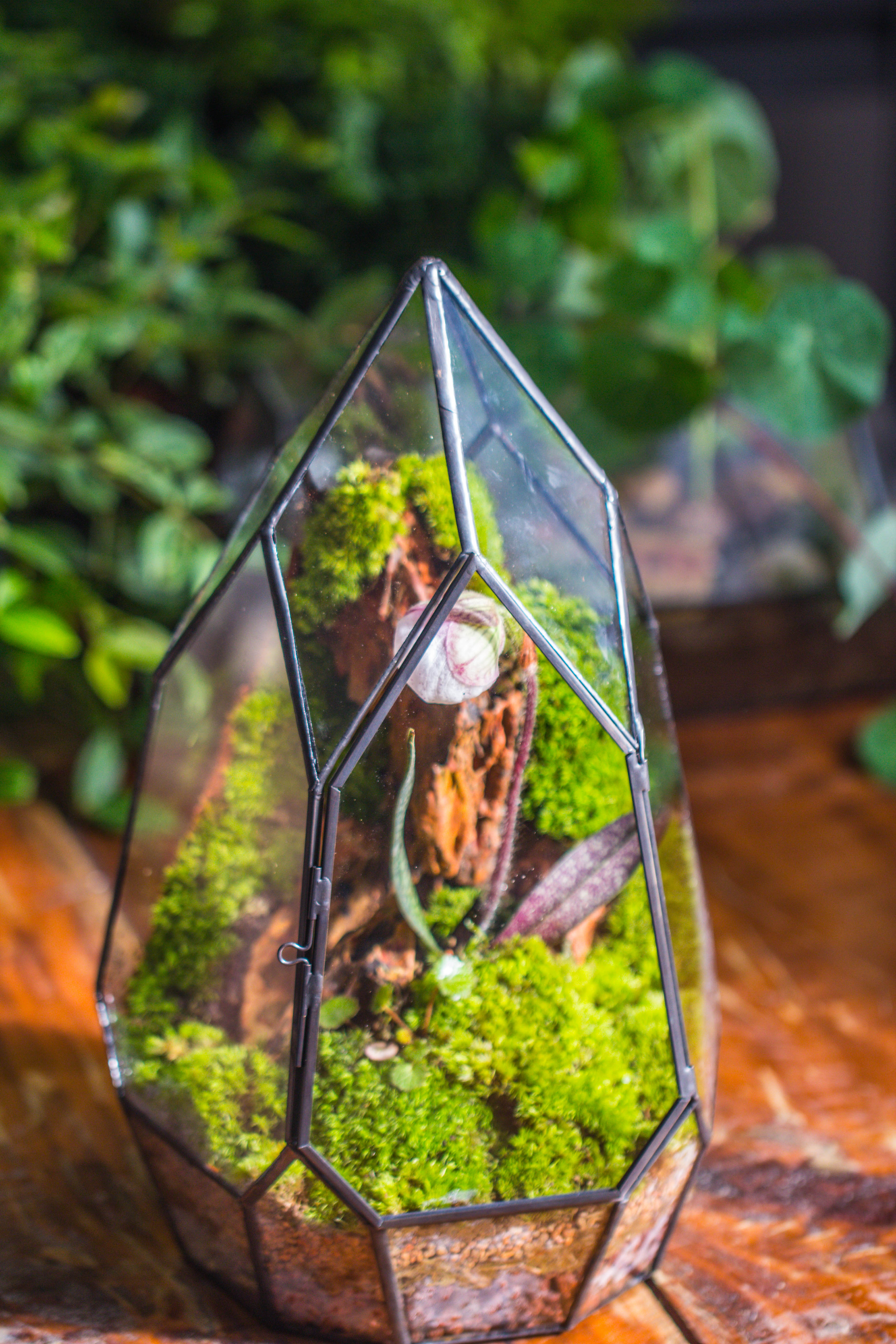 Cliff terrarium project: Live Moss Cliff TearDrop Close Terrarium Building Kit with matching LED Grow Light and Base - NCYPgarden