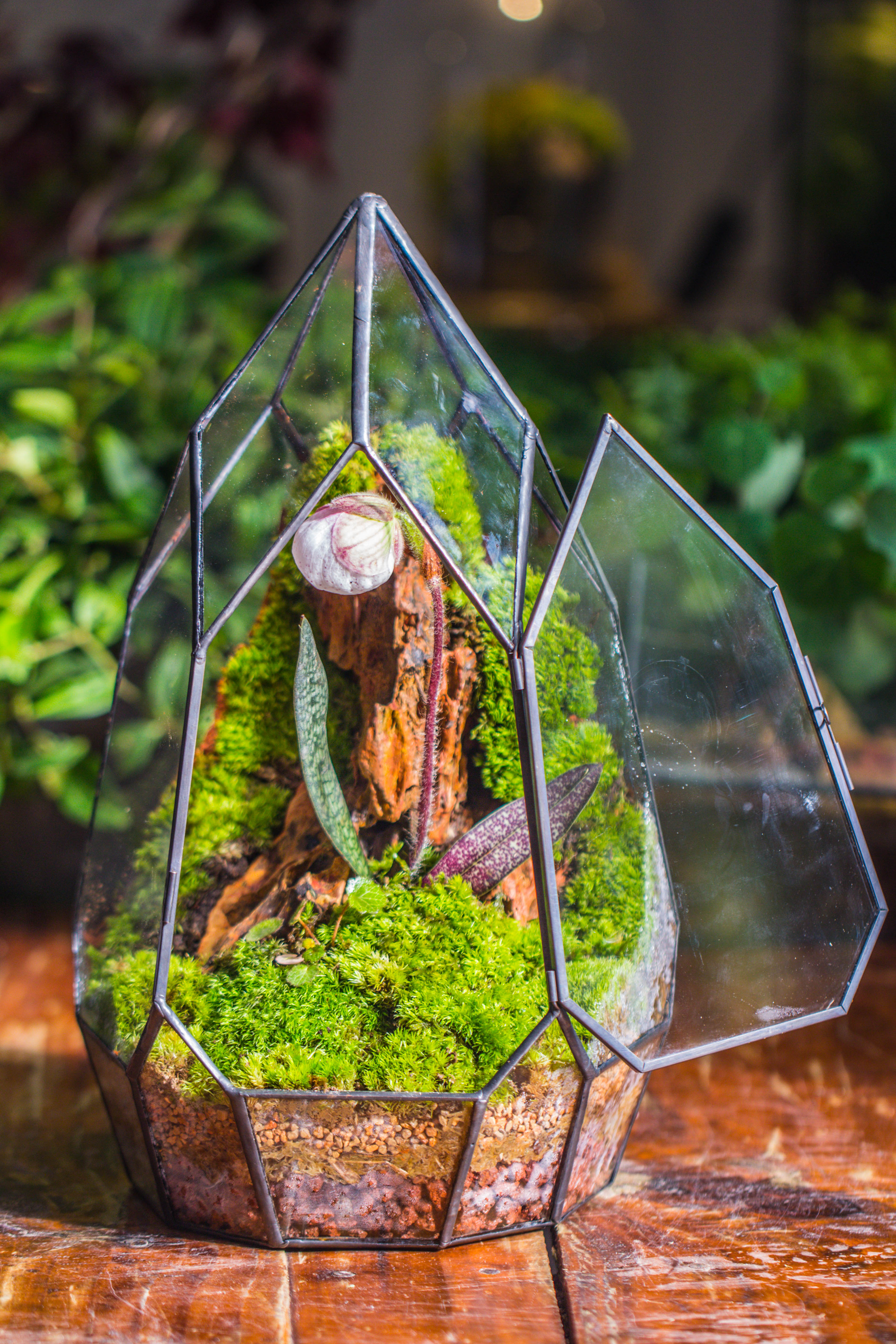 Cliff terrarium project: Live Moss Cliff TearDrop Close Terrarium Building Kit with matching LED Grow Light and Base - NCYPgarden