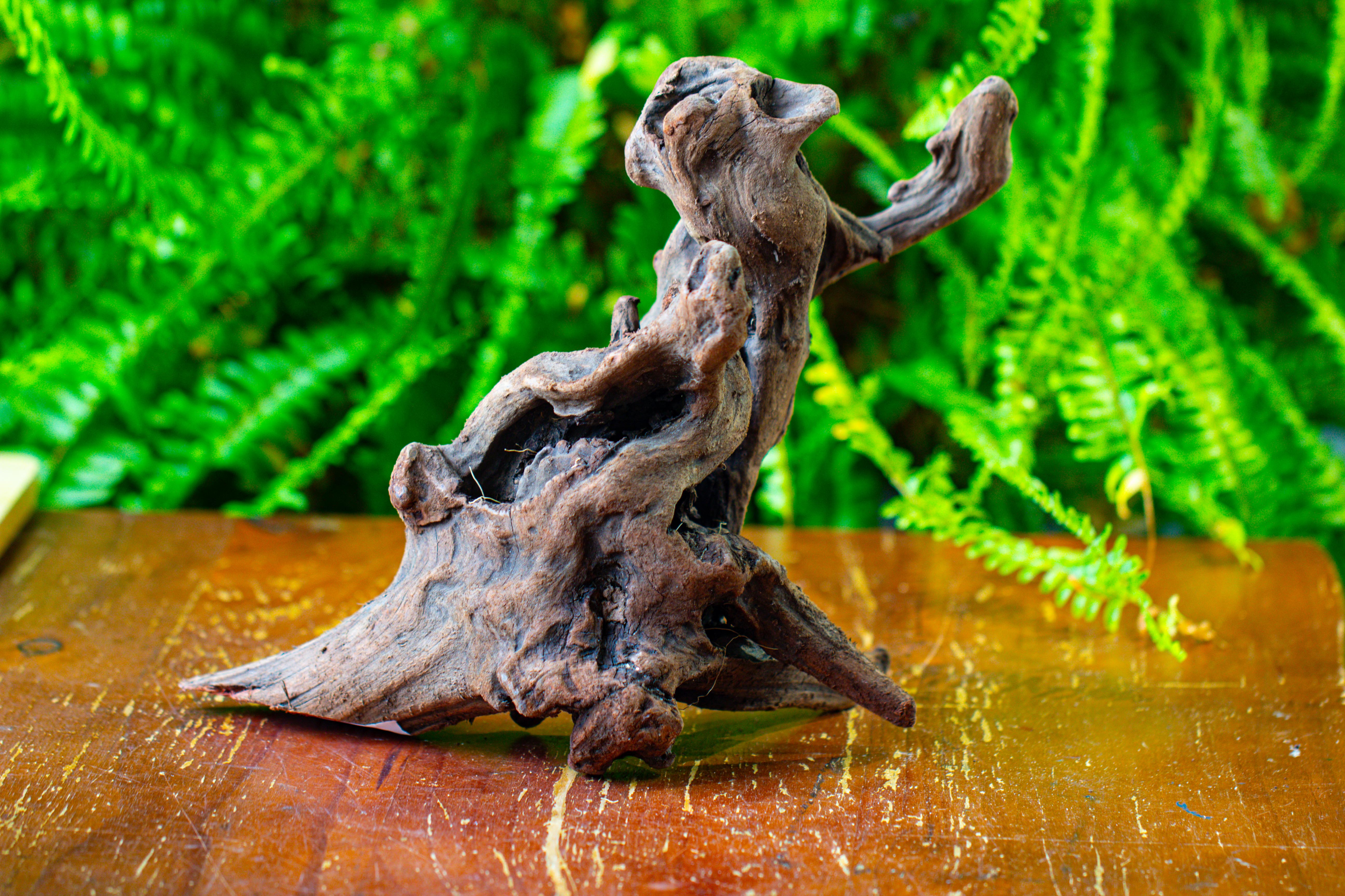driftwood for moss terrarium, miniature, micro landscape,T8017 - NCYPgarden