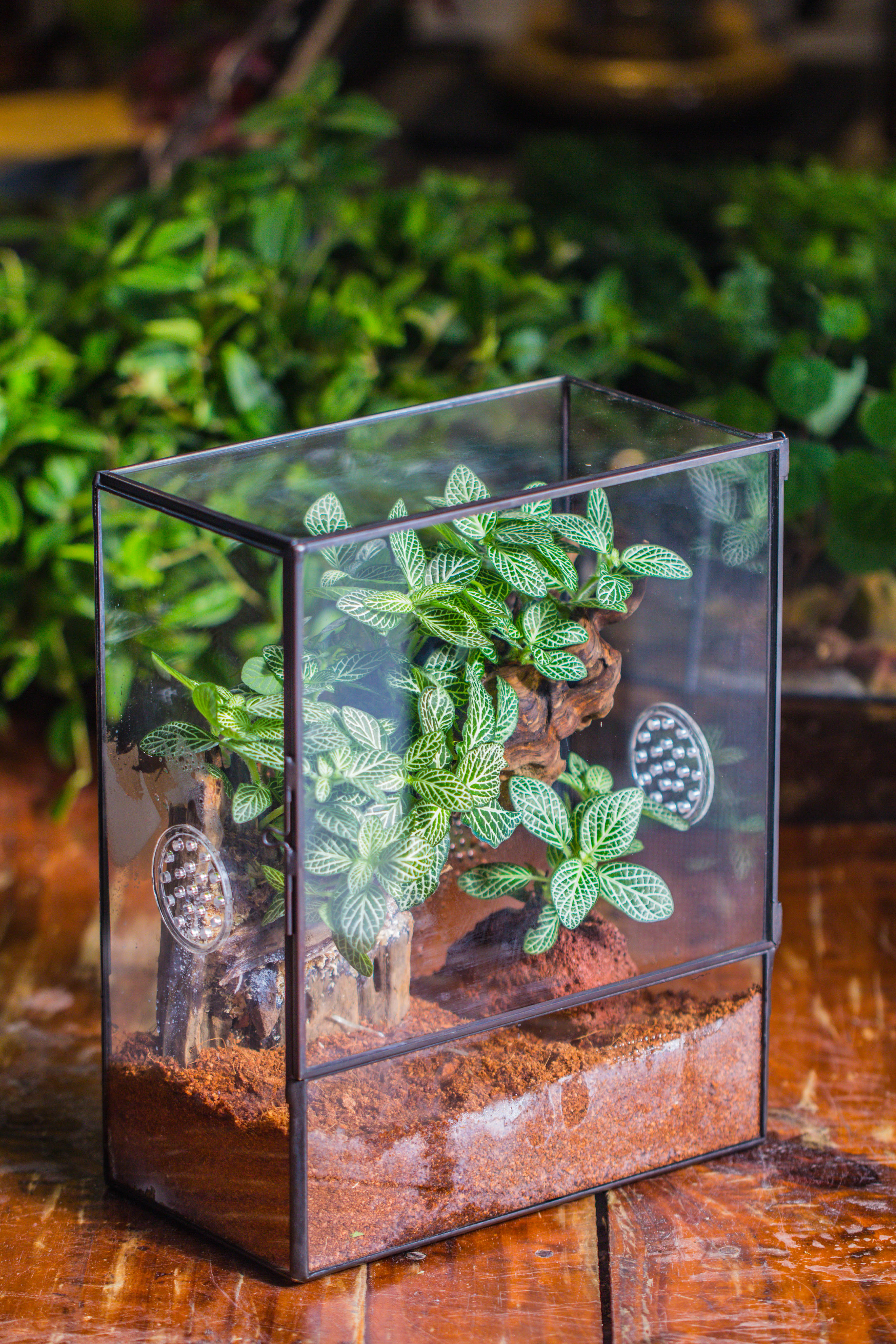 Close Geometric Glass Tin Terrarium with 3 Vents , 8x10" with side door, for insects, snail , spider, micro landscape  -with white light set - NCYPgarden