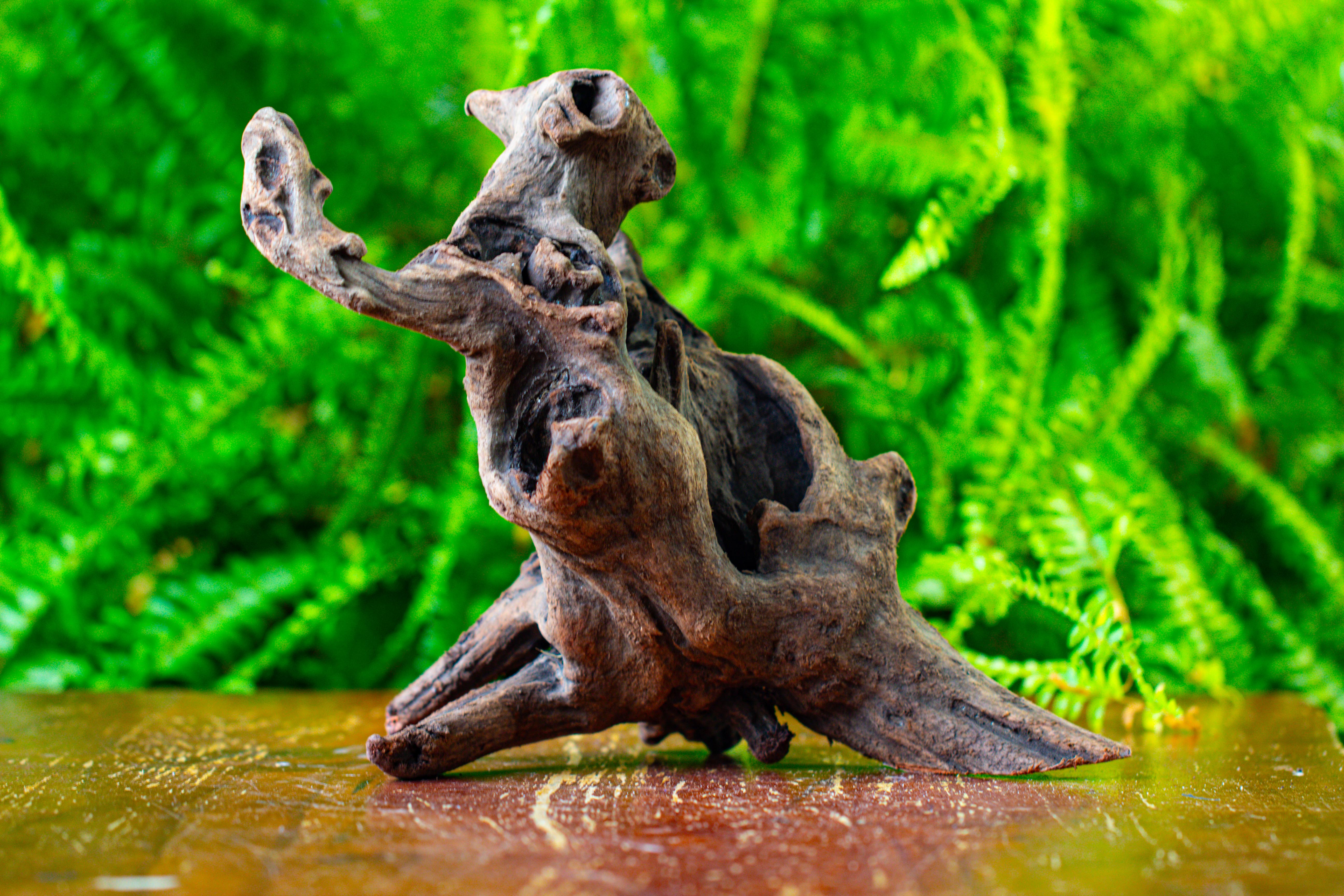 driftwood for moss terrarium, miniature, micro landscape,T8017 - NCYPgarden