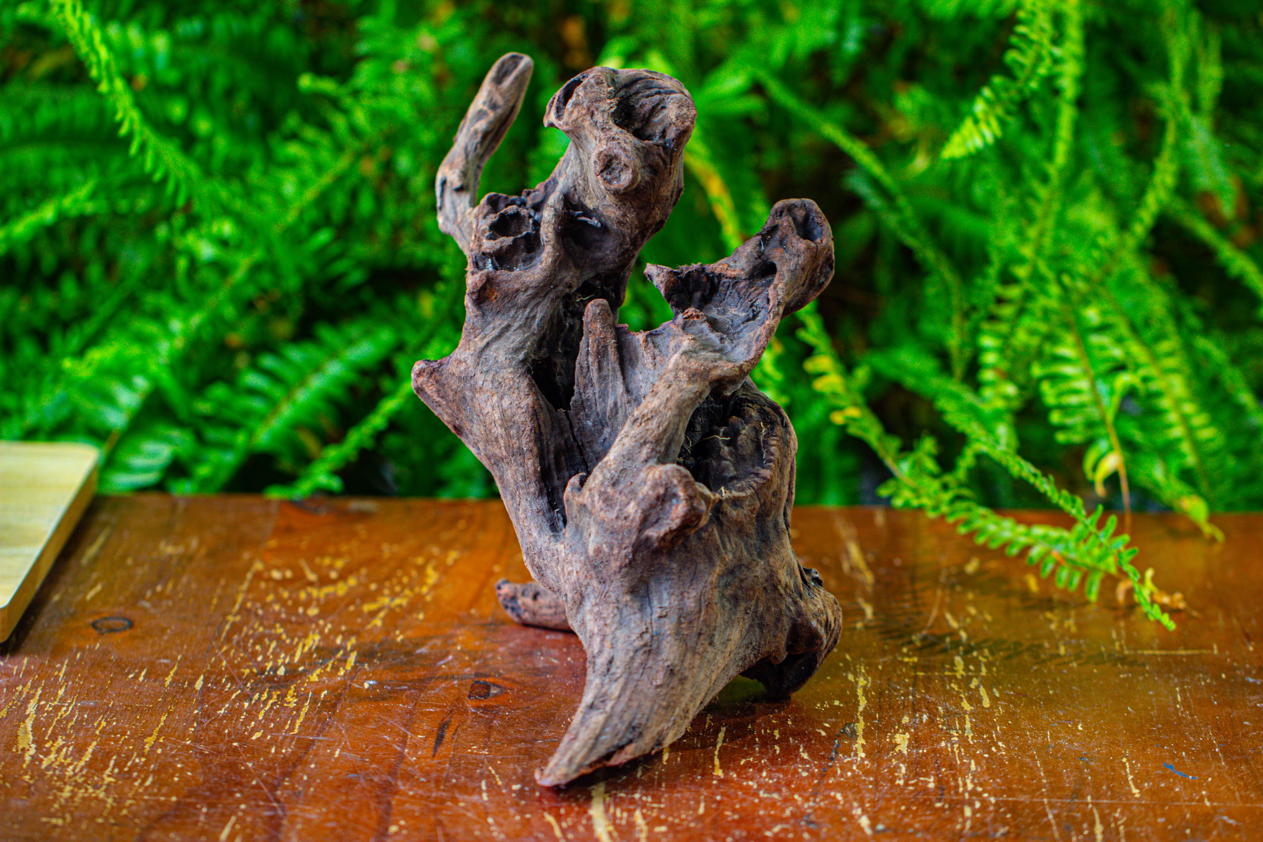 driftwood for moss terrarium, miniature, micro landscape,T8017 - NCYPgarden