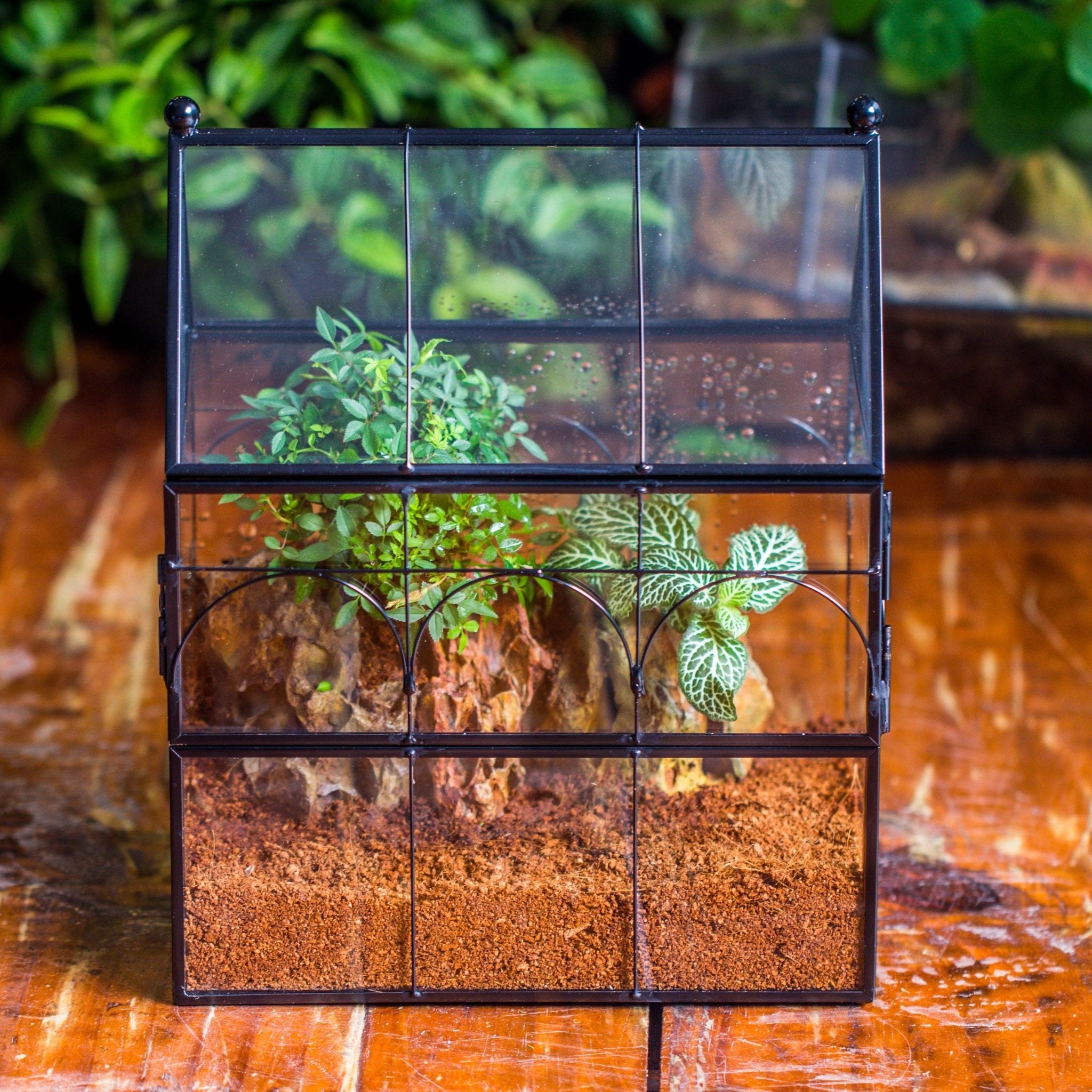 NCYP Vintage House Shape Glass Geometric Terrarium building set, with side door, with Mesh / vent holes for Insects Pet - NCYPgarden