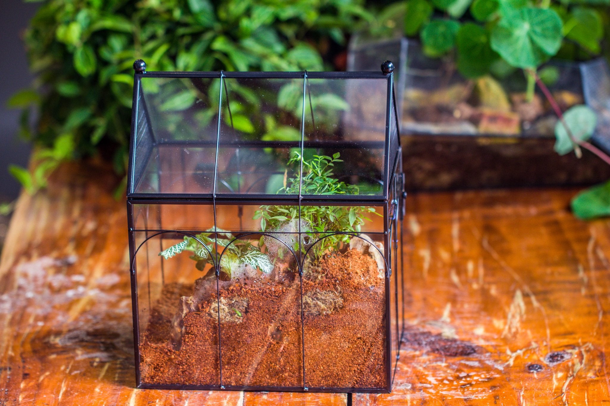 NCYP Vintage House Shape Glass Geometric Terrarium building set, with side door, with Mesh / vent holes for Insects Pet - NCYPgarden