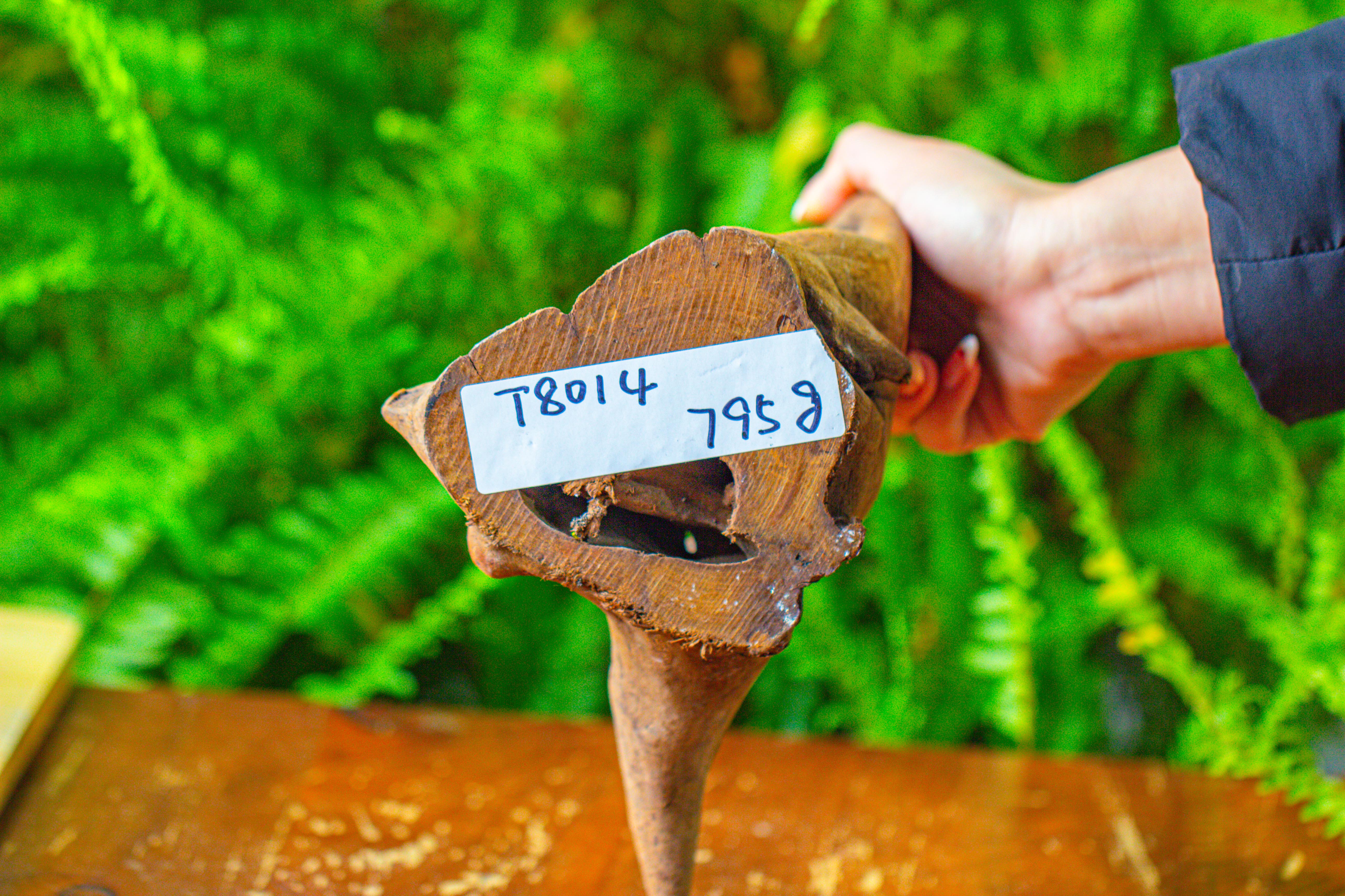 driftwood for moss terrarium, miniature, micro landscape,T8014 - NCYPgarden