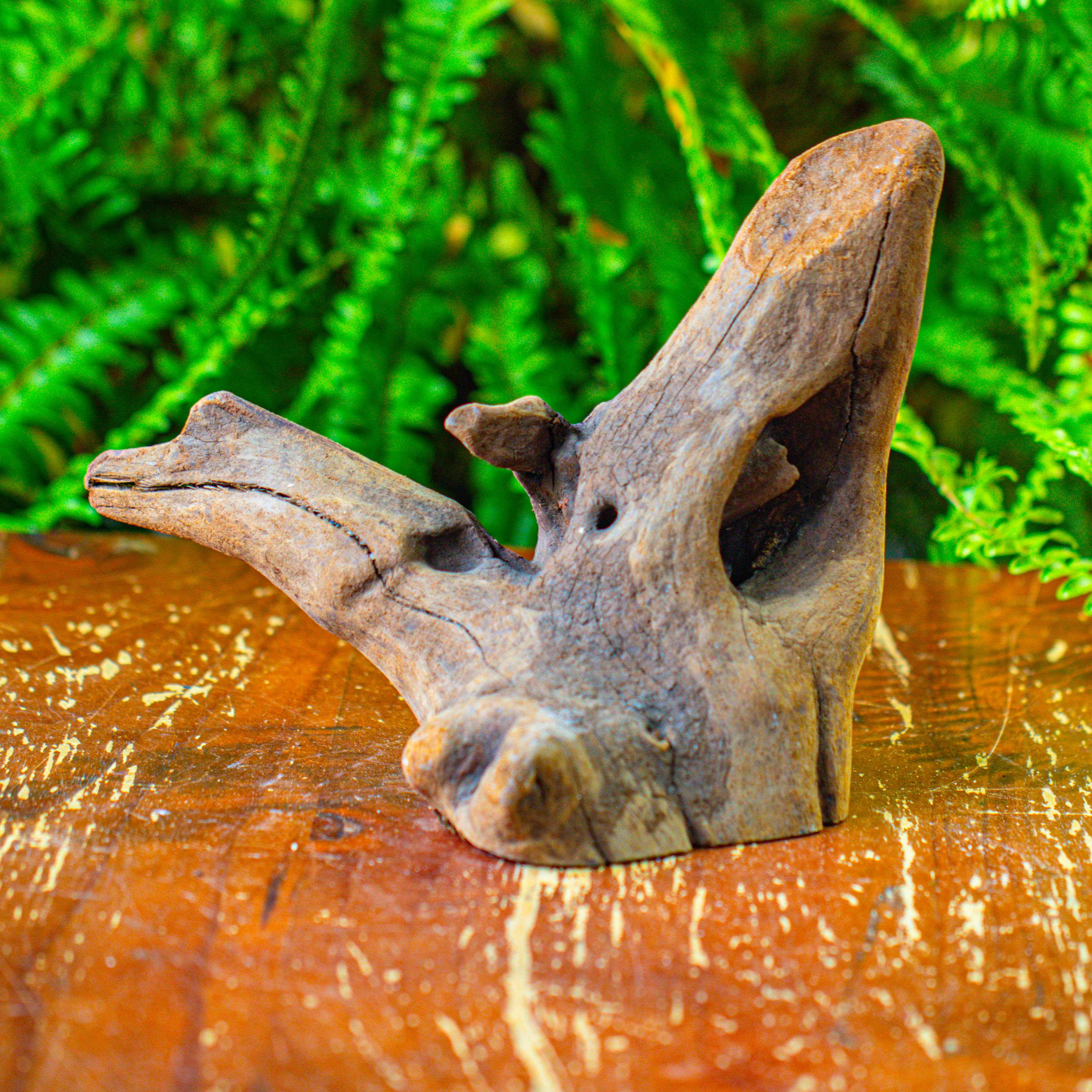 driftwood for moss terrarium, miniature, micro landscape,T8014 - NCYPgarden