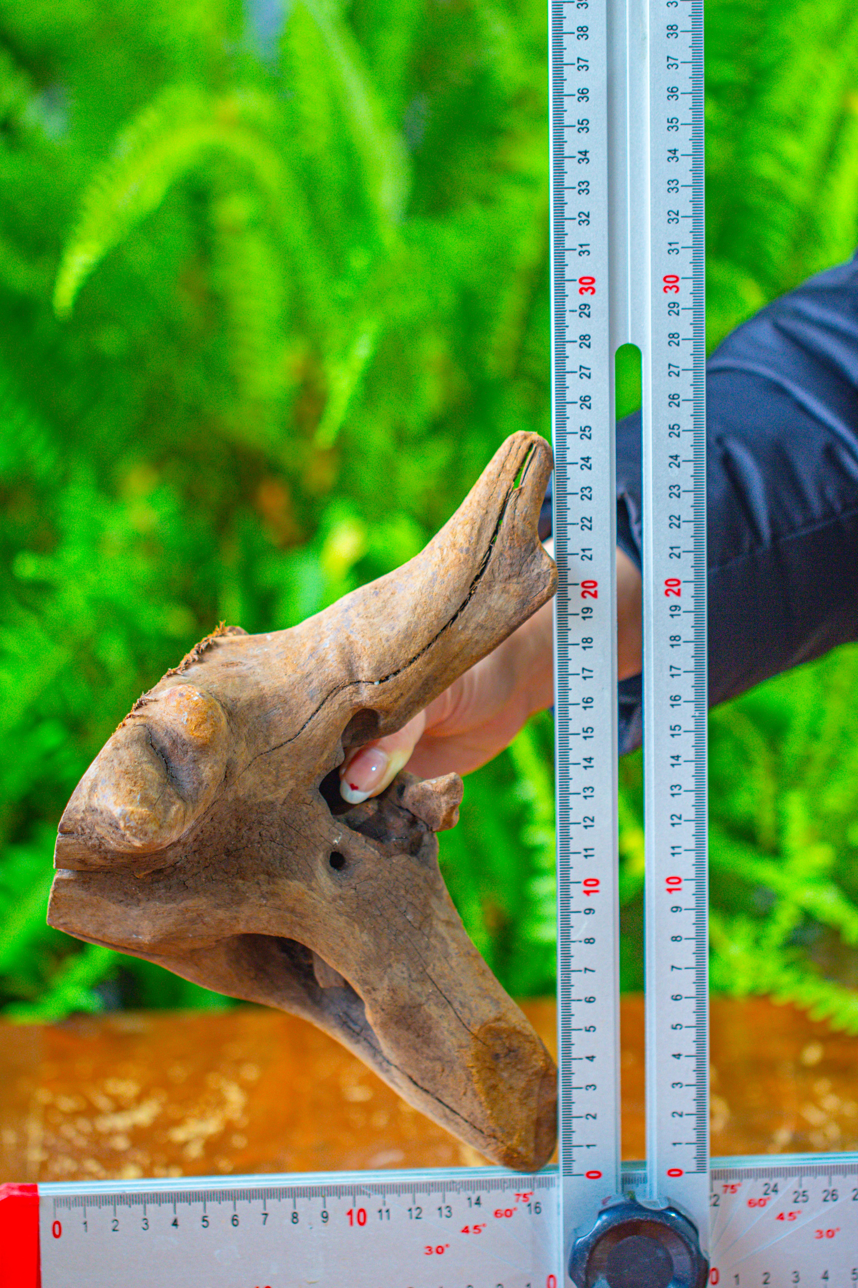 driftwood for moss terrarium, miniature, micro landscape,T8014 - NCYPgarden