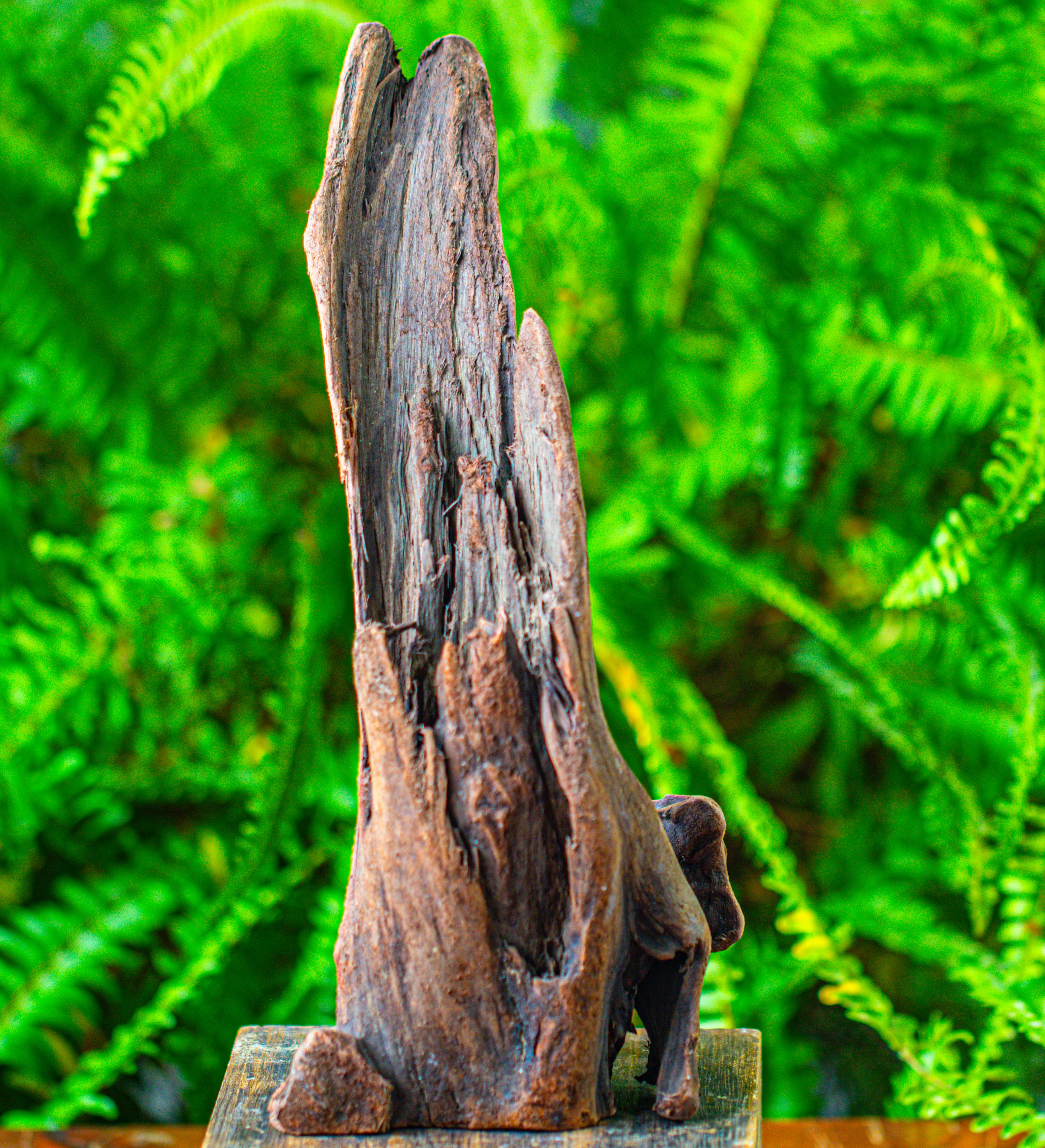 driftwood for moss terrarium, miniature, micro landscape,T8013 - NCYPgarden