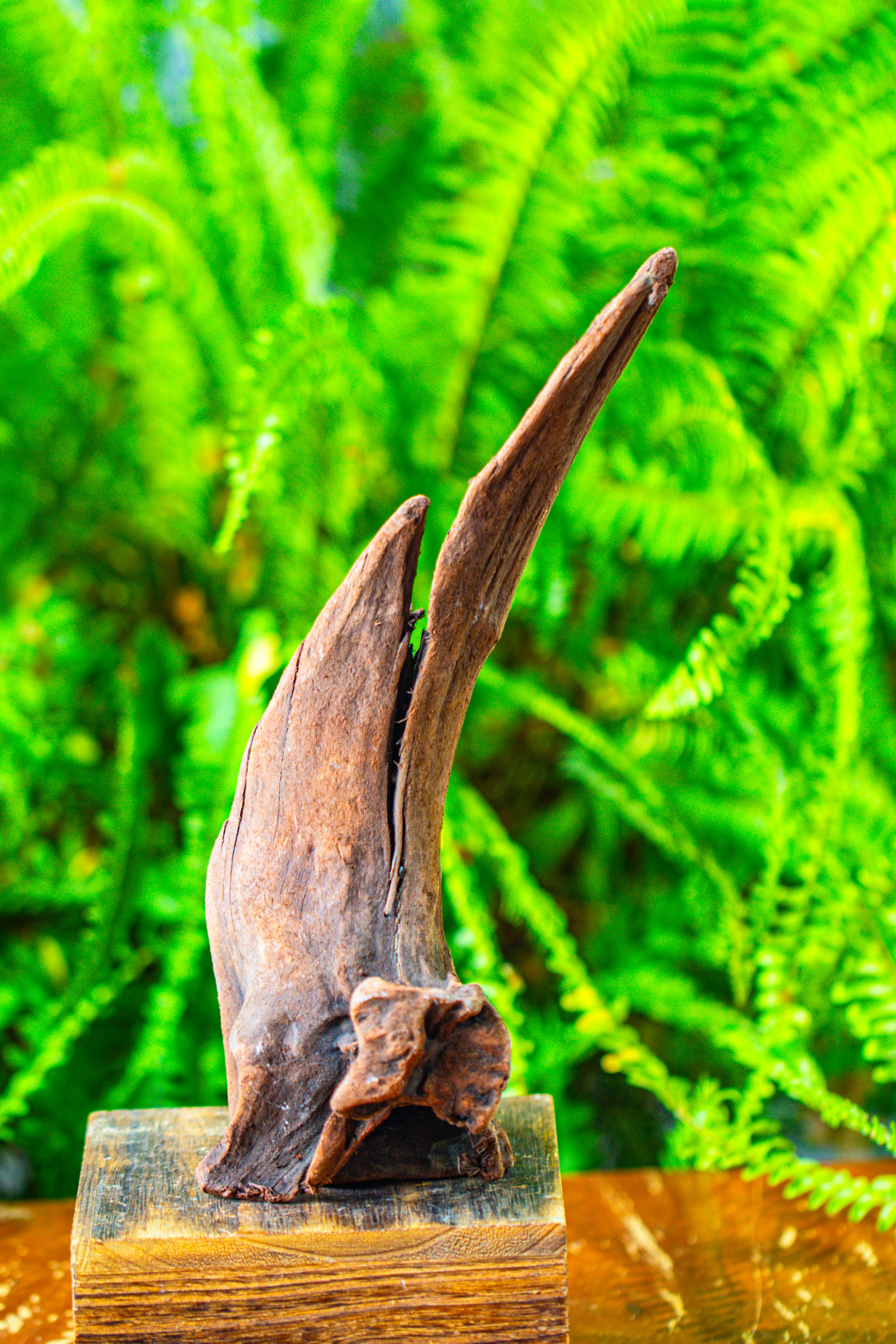 driftwood for moss terrarium, miniature, micro landscape,T8013 - NCYPgarden