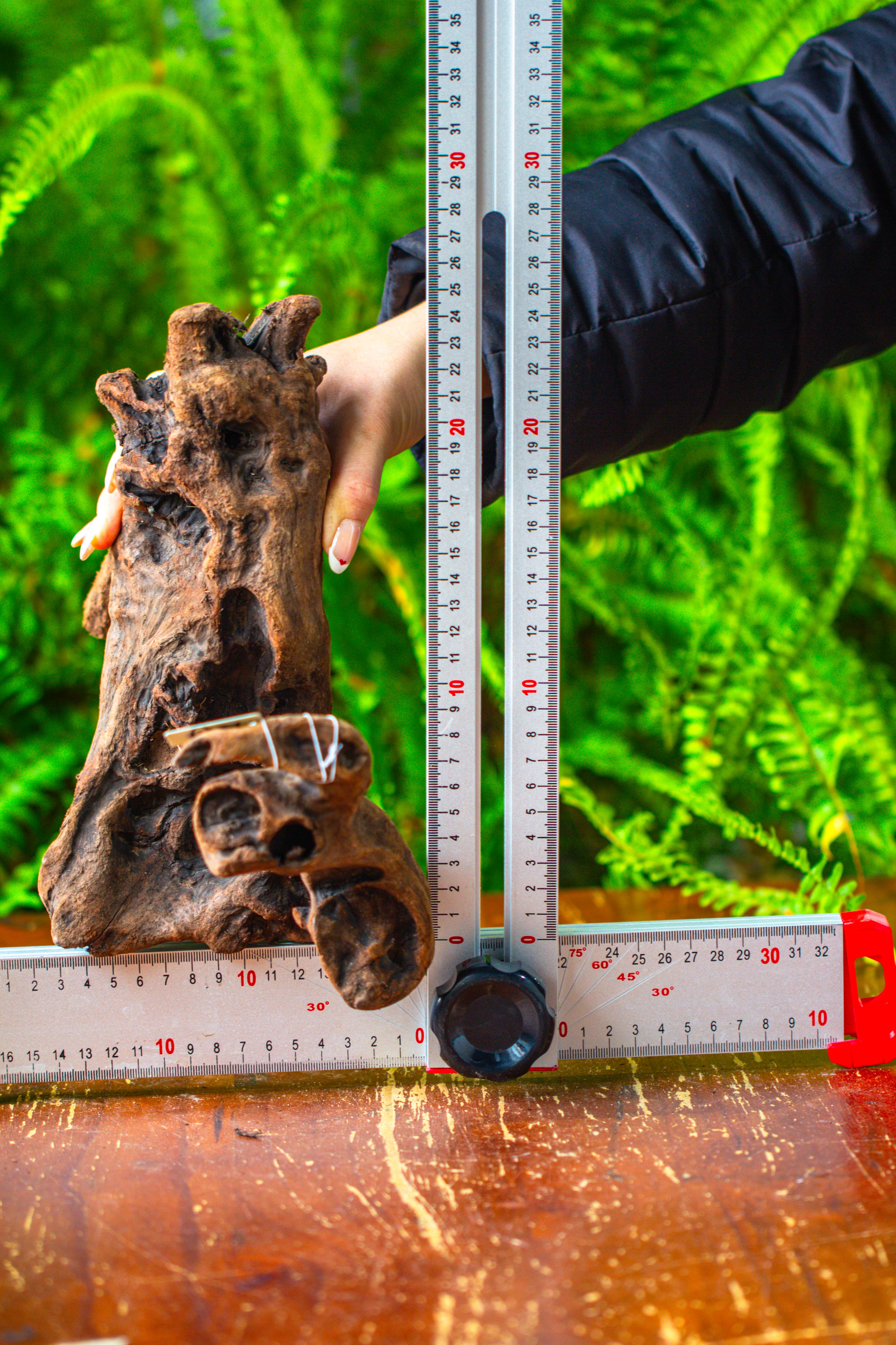 driftwood for moss terrarium, miniature, micro landscape,T8011 - NCYPgarden