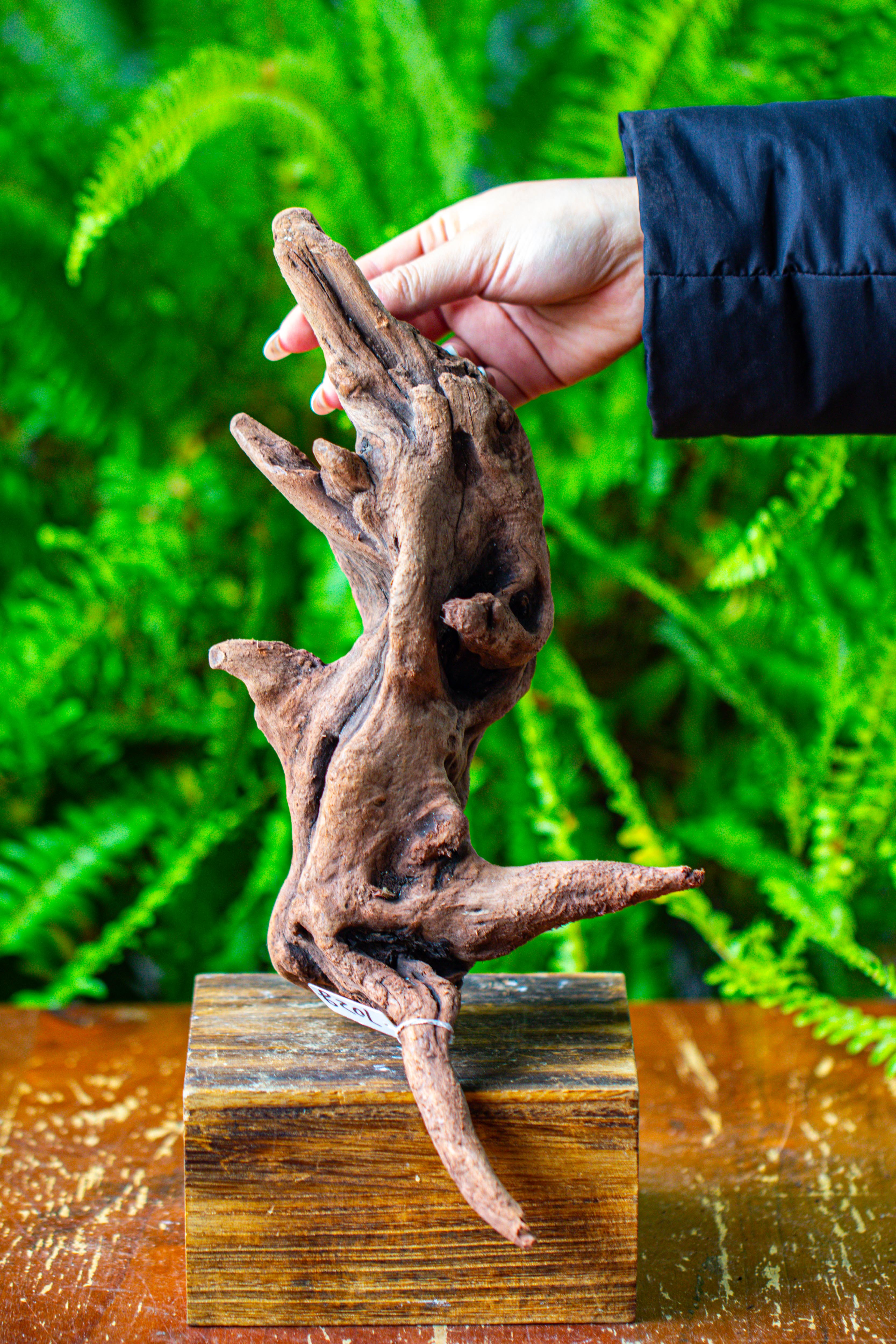 driftwood for moss terrarium, miniature, micro landscape,T8018 - NCYPgarden