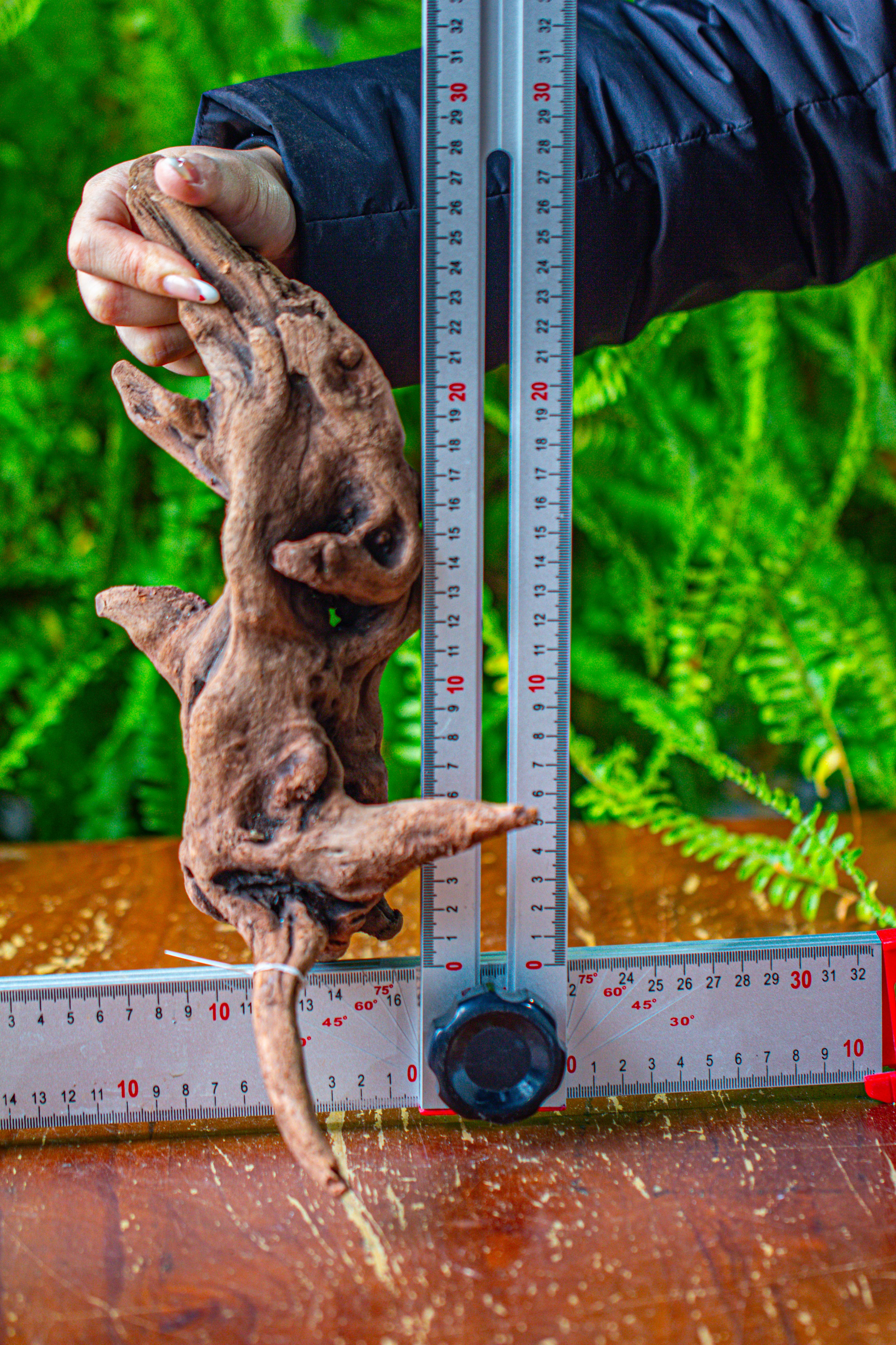 driftwood for moss terrarium, miniature, micro landscape,T8018 - NCYPgarden