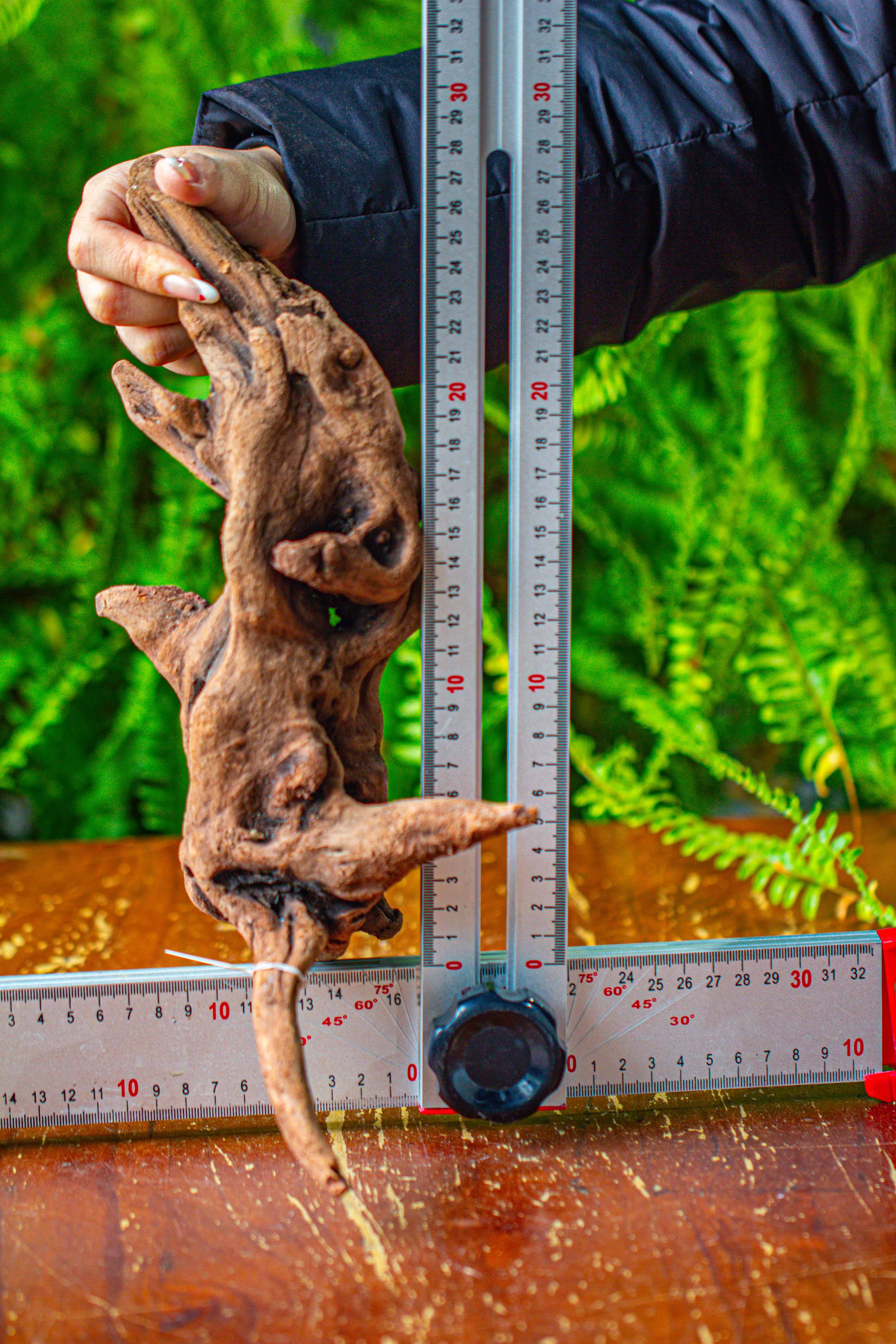 driftwood for moss terrarium, miniature, micro landscape,T8018 - NCYPgarden