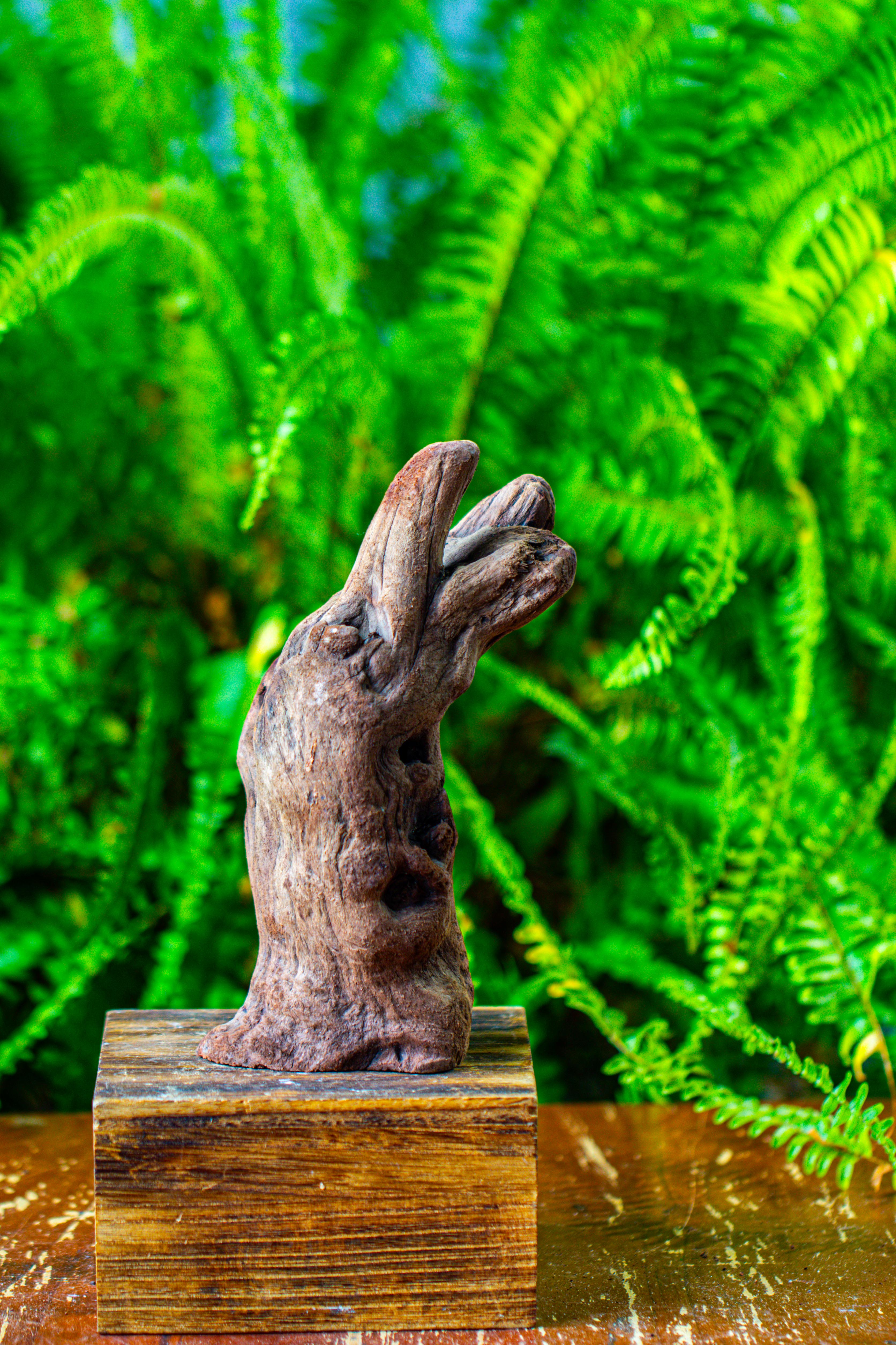 driftwood for moss terrarium, miniature, micro landscape,T8006 - NCYPgarden