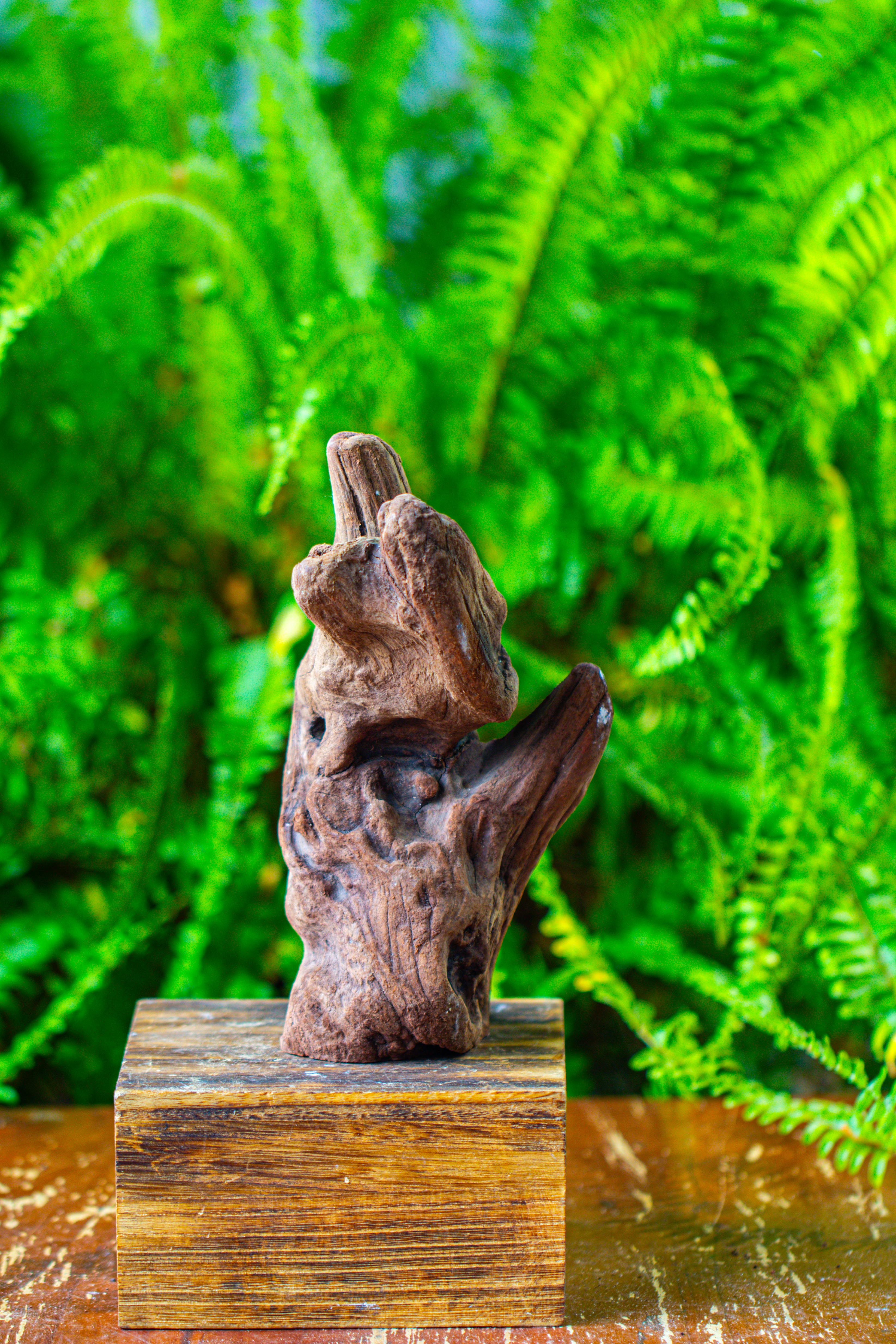 driftwood for moss terrarium, miniature, micro landscape,T8006 - NCYPgarden