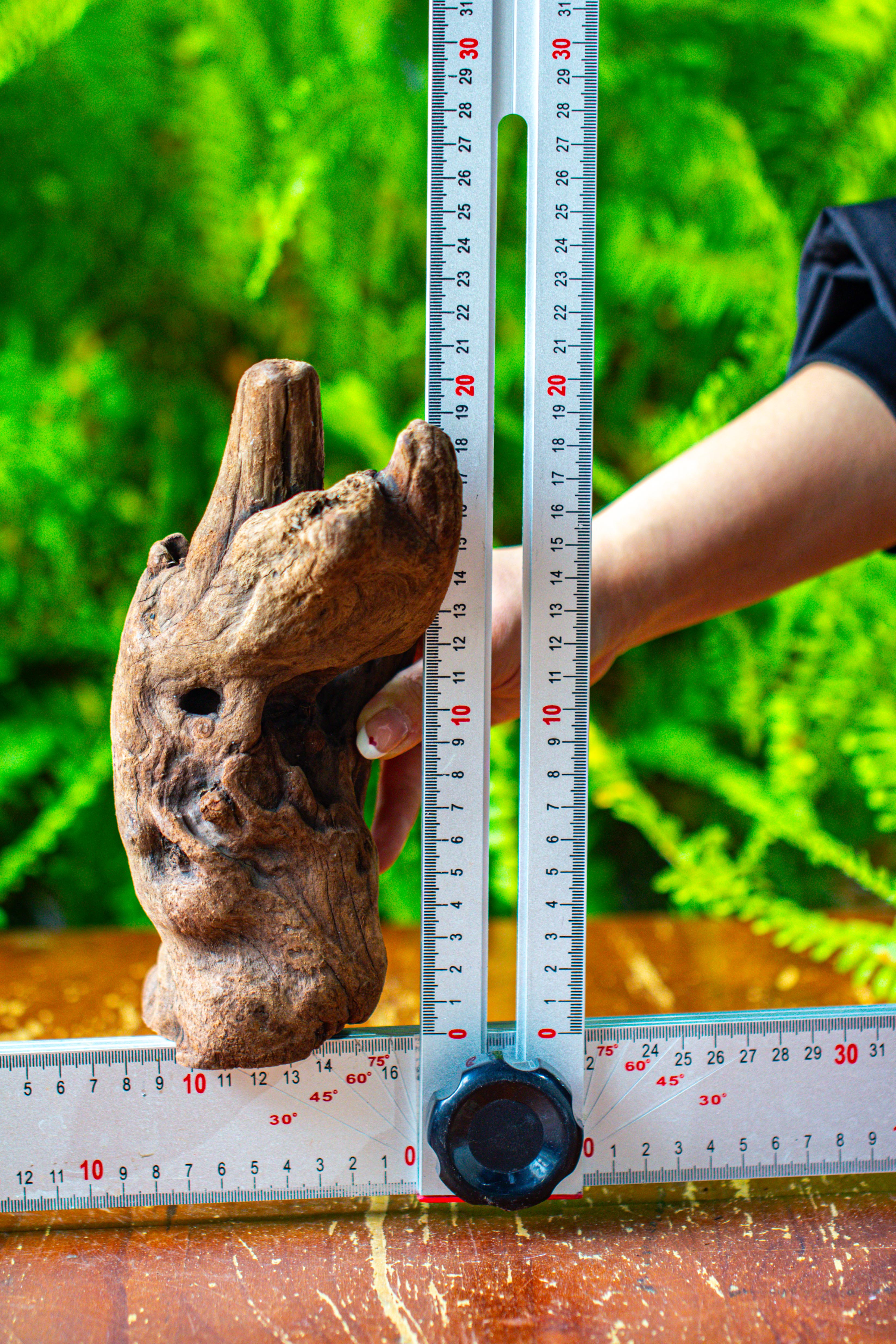 driftwood for moss terrarium, miniature, micro landscape,T8006 - NCYPgarden