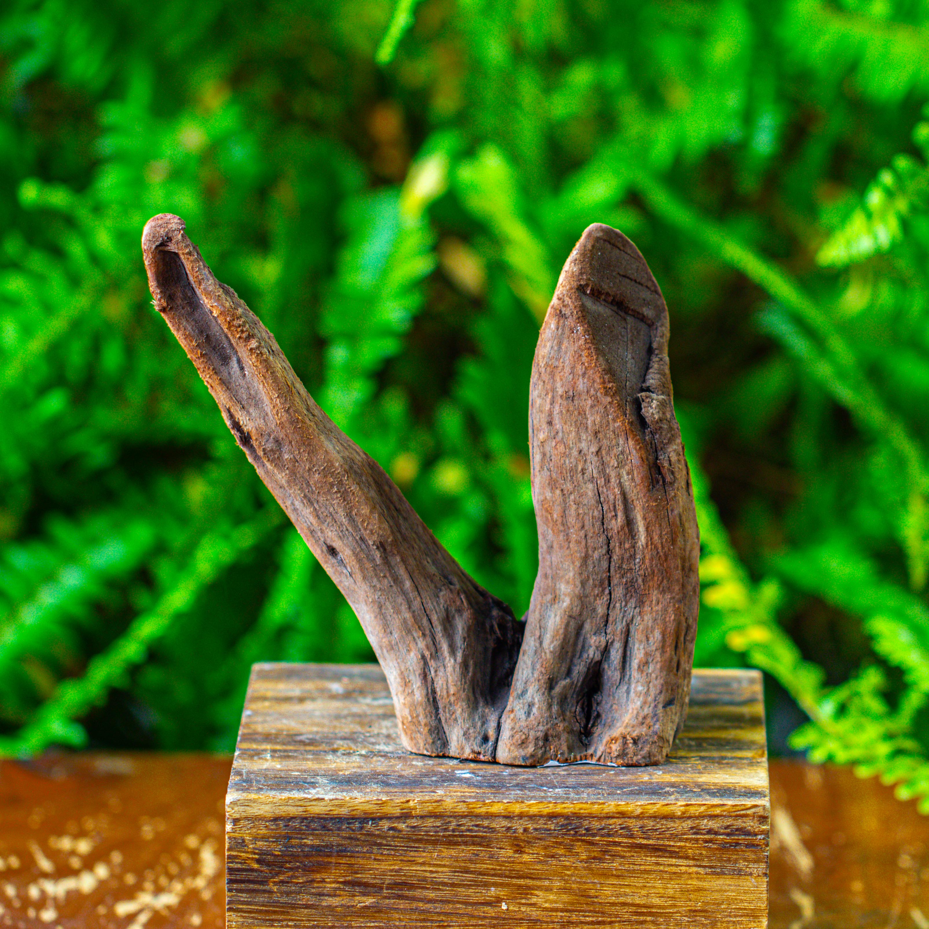 driftwood for moss terrarium, miniature, micro landscape,T8016 - NCYPgarden