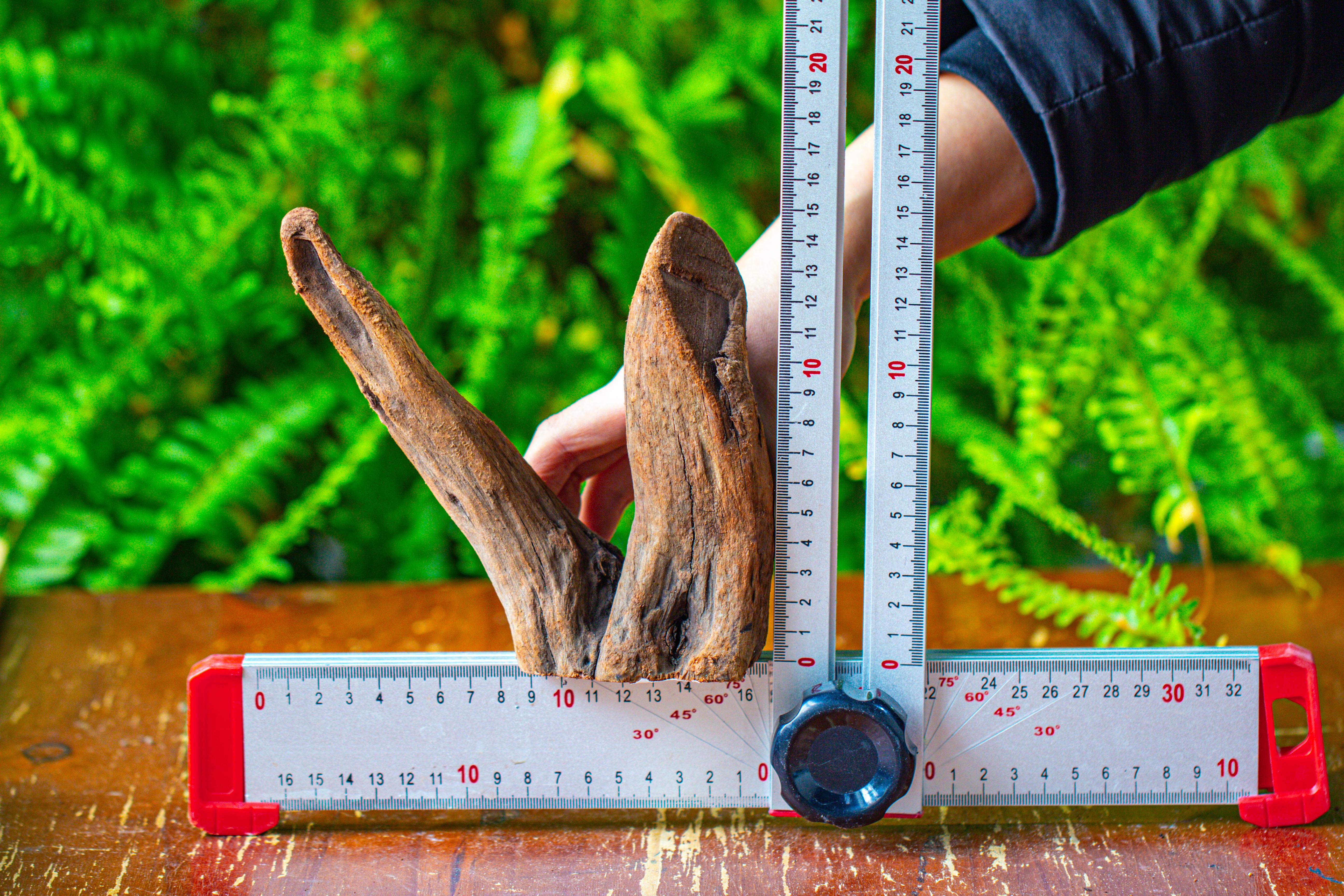 driftwood for moss terrarium, miniature, micro landscape,T8016 - NCYPgarden