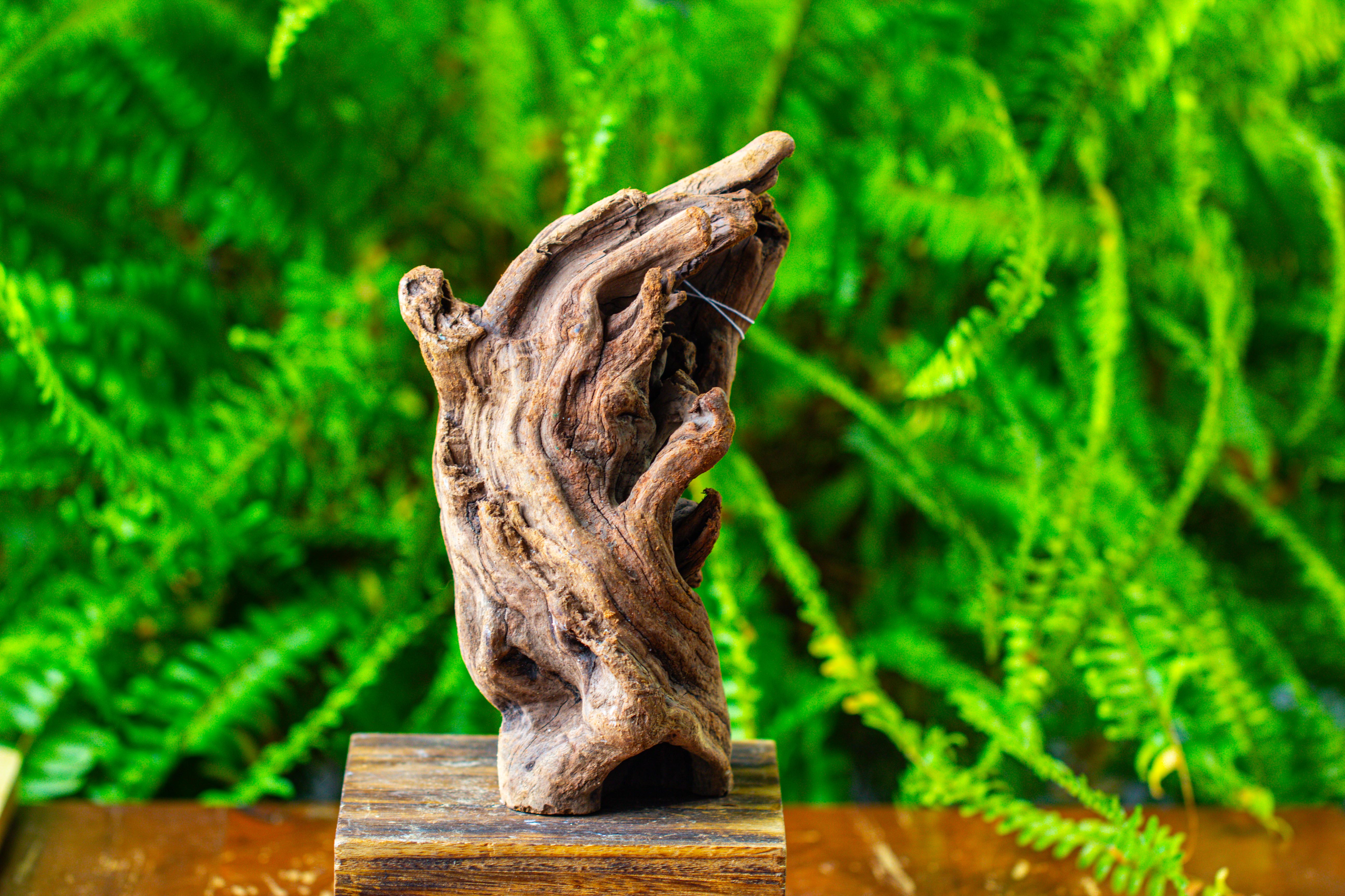 driftwood for moss terrarium, miniature, micro landscape,T8008 - NCYPgarden