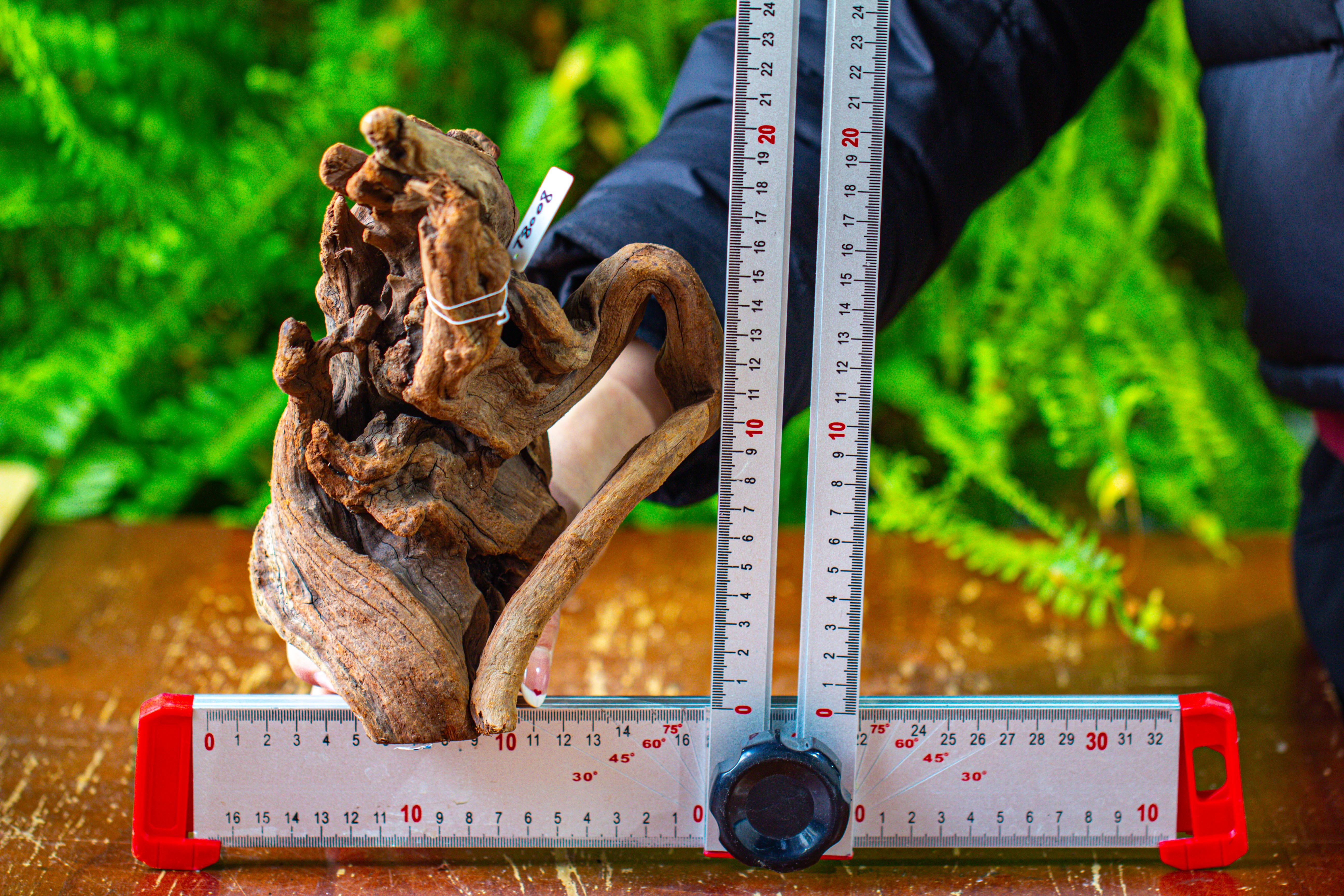 driftwood for moss terrarium, miniature, micro landscape,T8008 - NCYPgarden