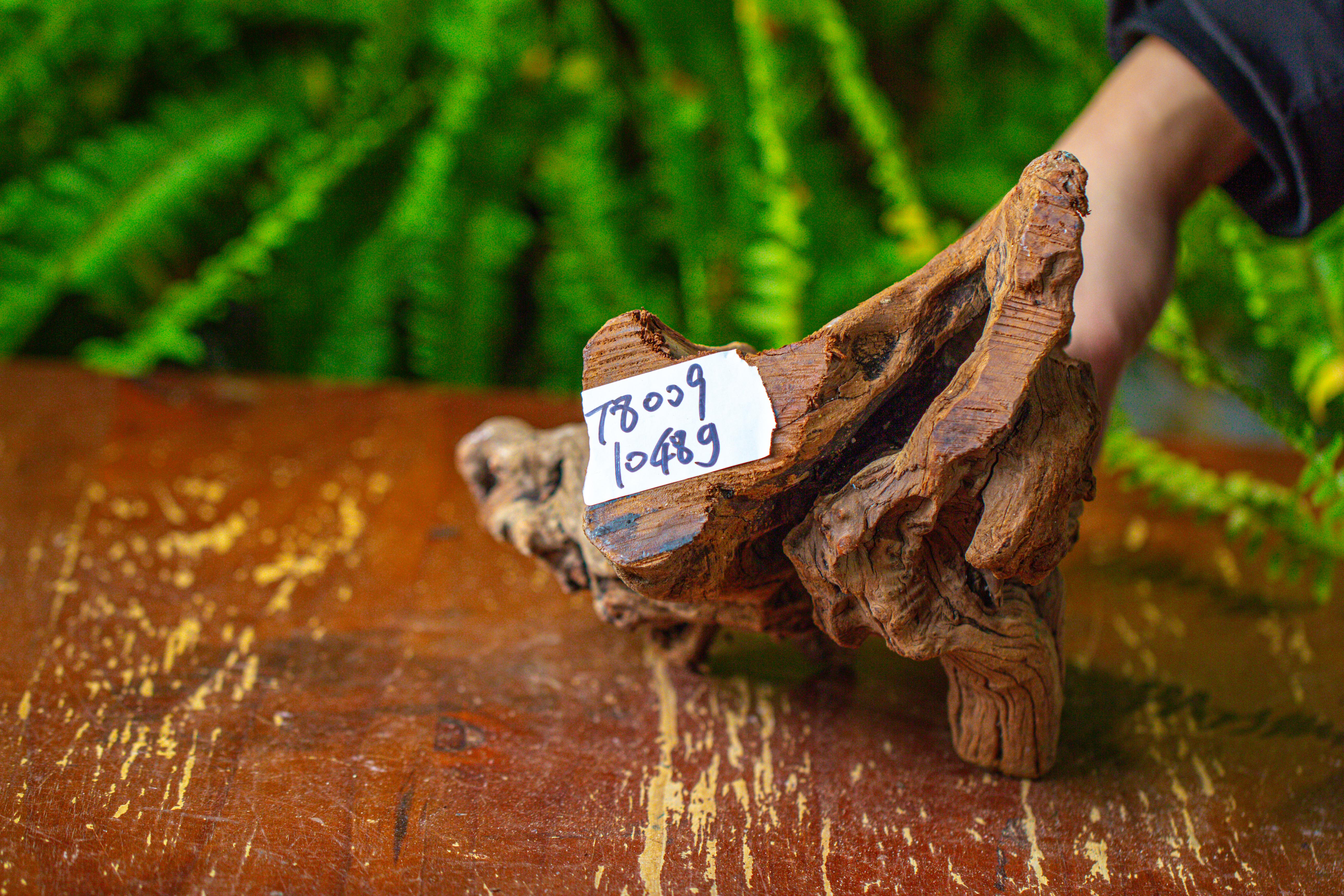 driftwood for moss terrarium, miniature, micro landscape,T8009 - NCYPgarden