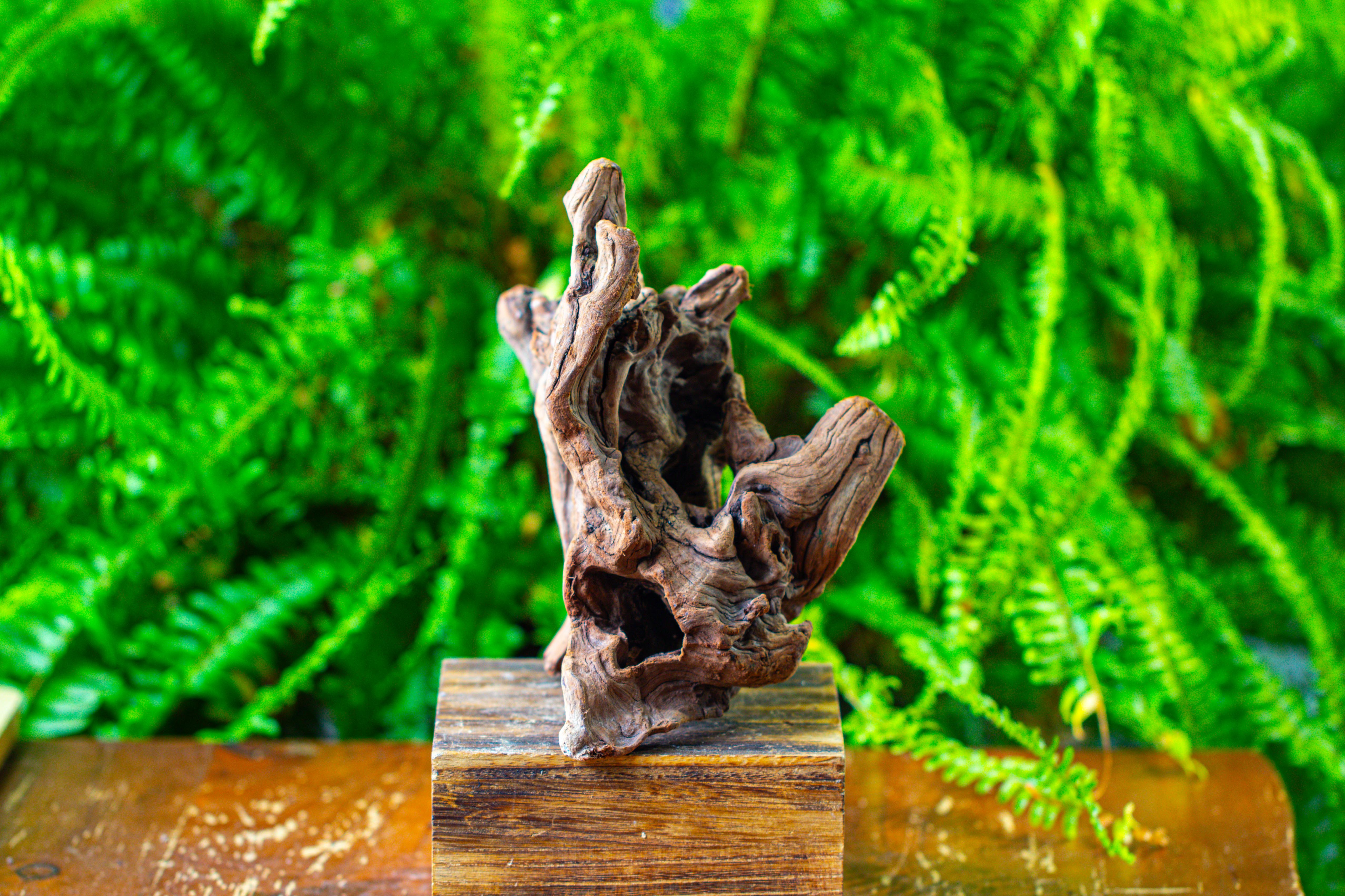 driftwood for moss terrarium, miniature, micro landscape,T8009 - NCYPgarden