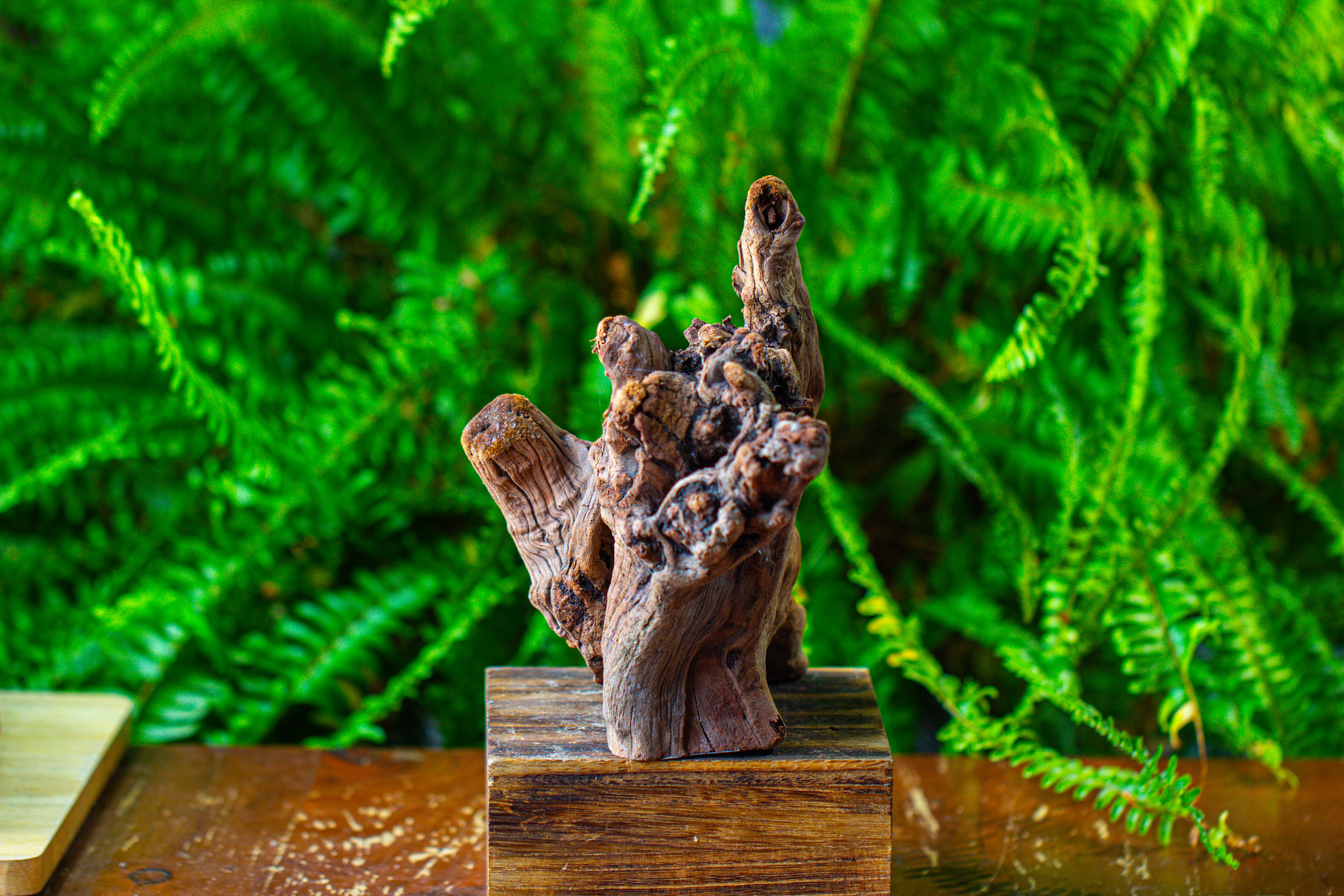 driftwood for moss terrarium, miniature, micro landscape,T8009 - NCYPgarden