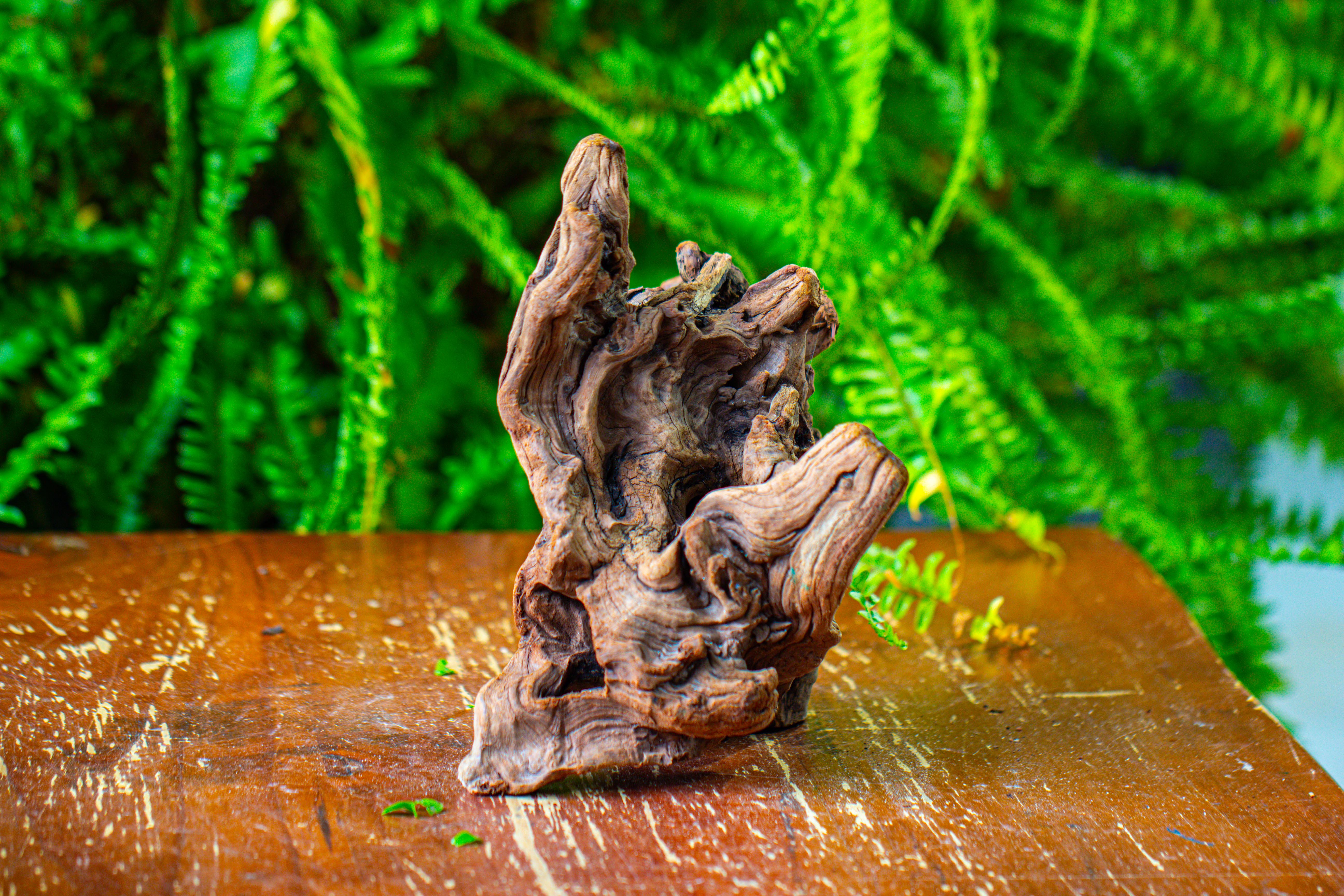 driftwood for moss terrarium, miniature, micro landscape,T8009 - NCYPgarden