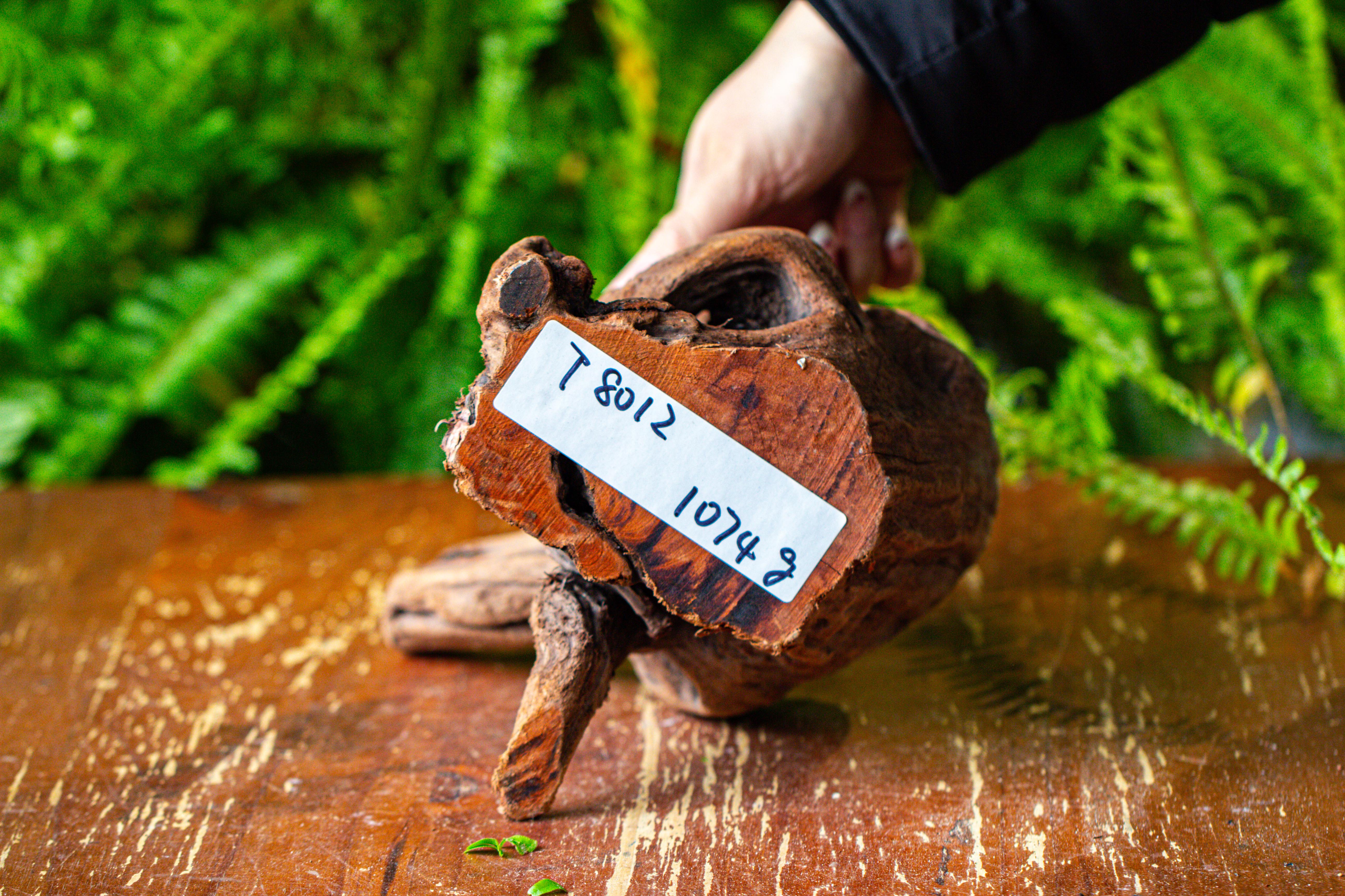 driftwood for moss terrarium, miniature, micro landscape,T8012 - NCYPgarden