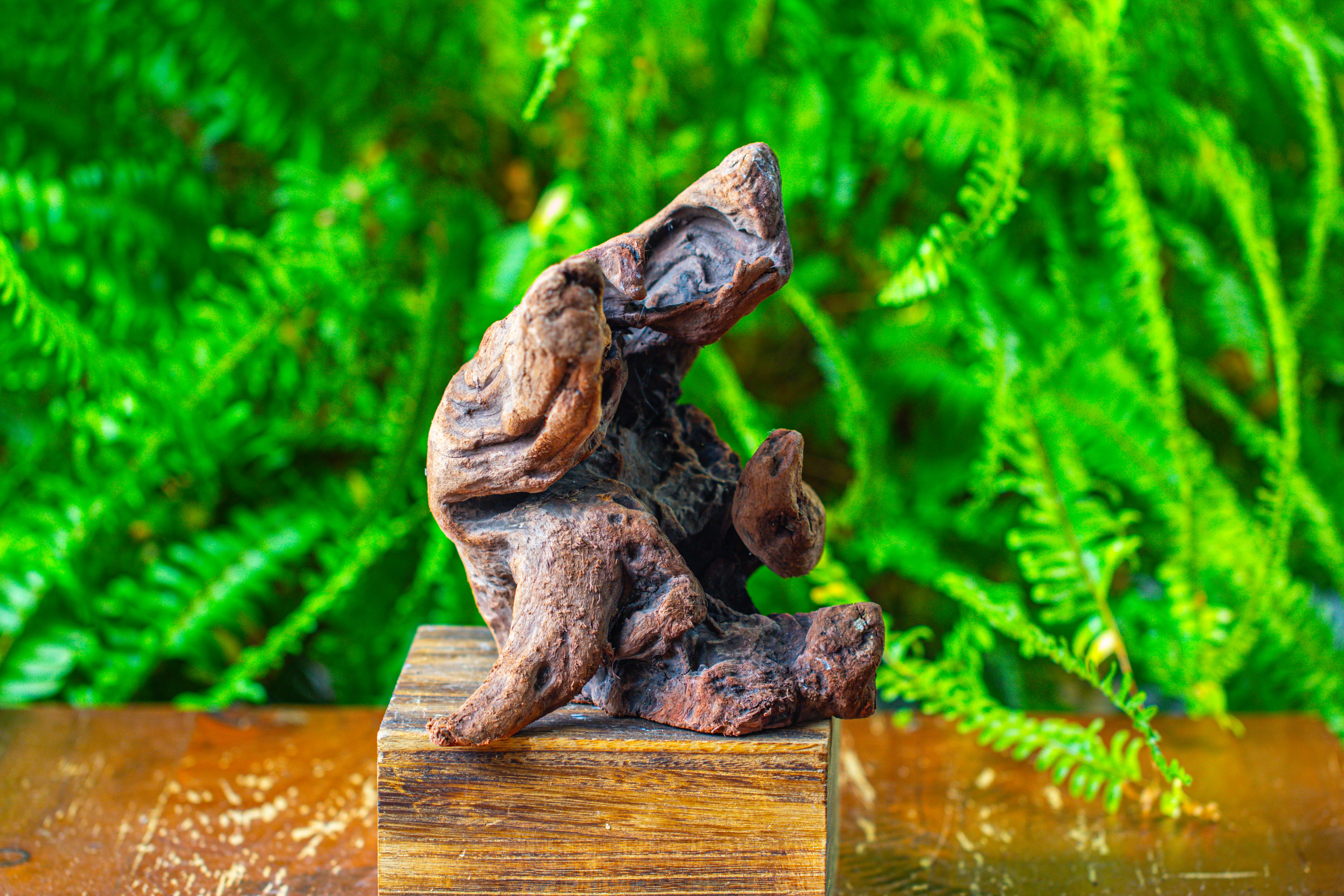 driftwood for moss terrarium, miniature, micro landscape,T8012 - NCYPgarden