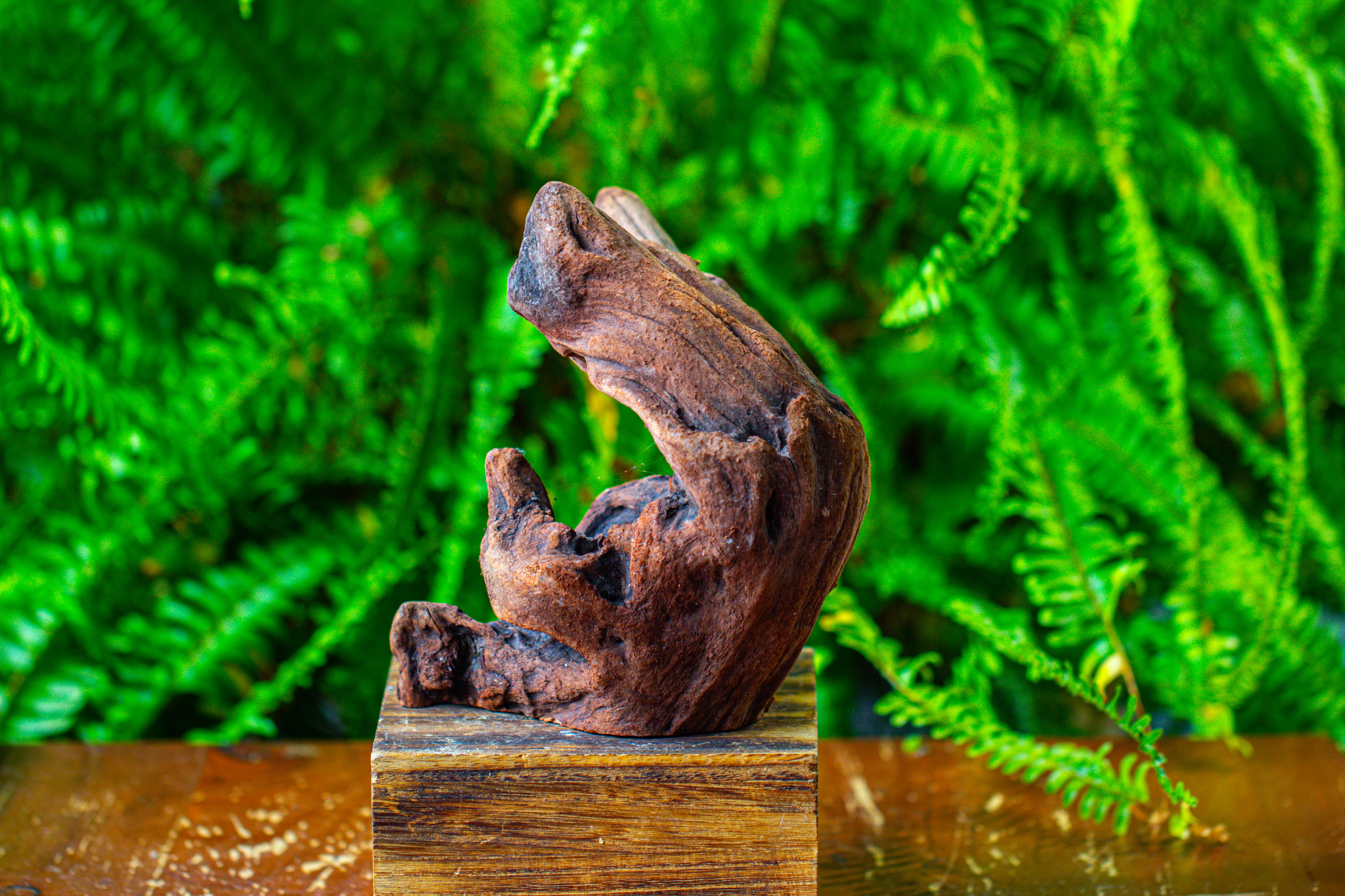 driftwood for moss terrarium, miniature, micro landscape,T8012 - NCYPgarden