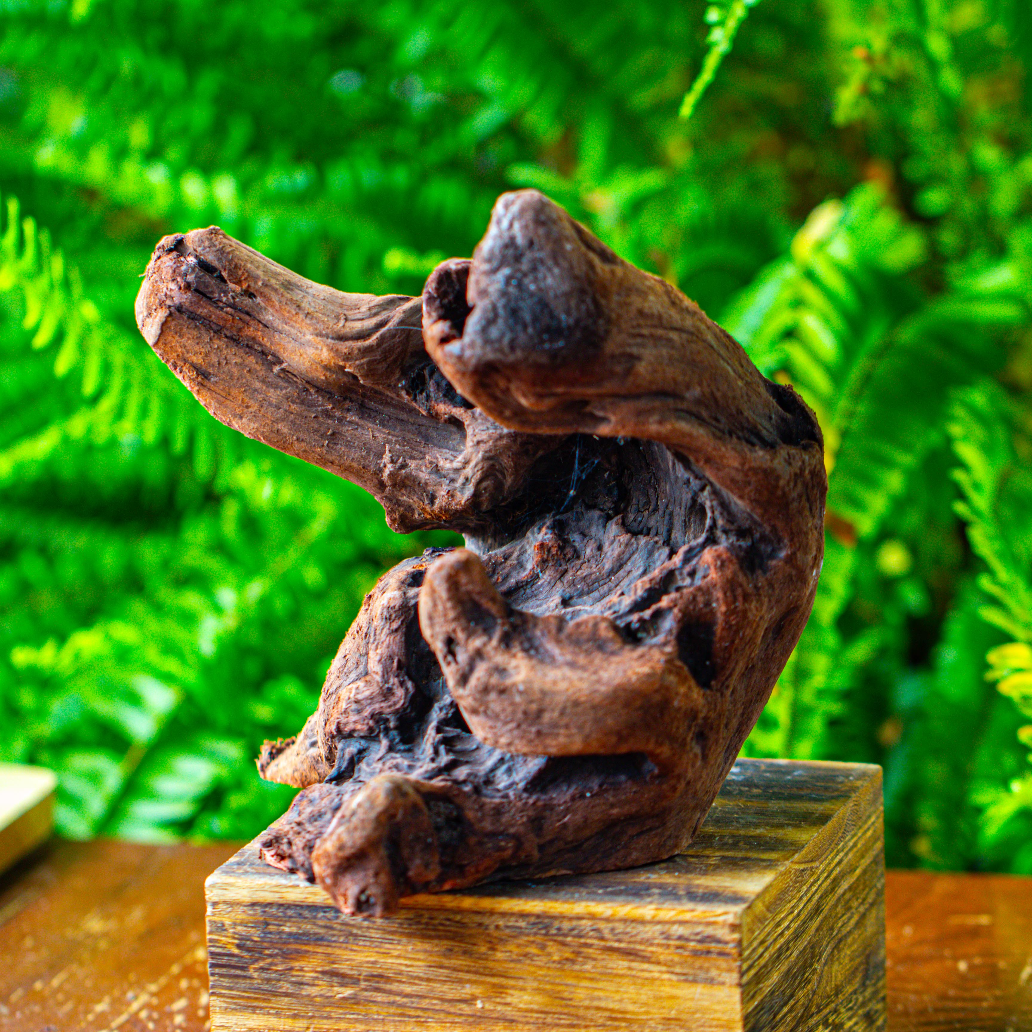 driftwood for moss terrarium, miniature, micro landscape,T8012 - NCYPgarden