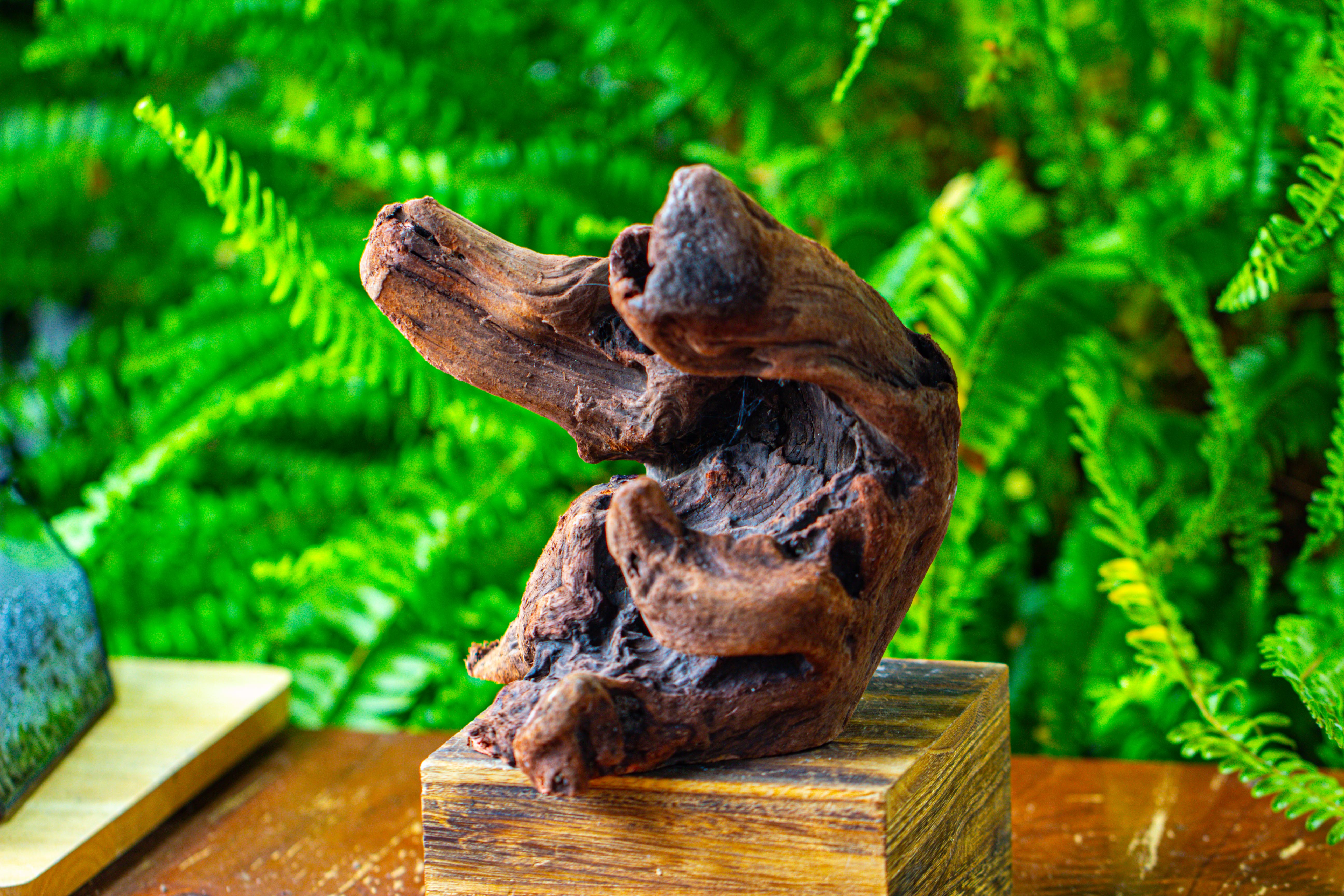 driftwood for moss terrarium, miniature, micro landscape,T8012 - NCYPgarden