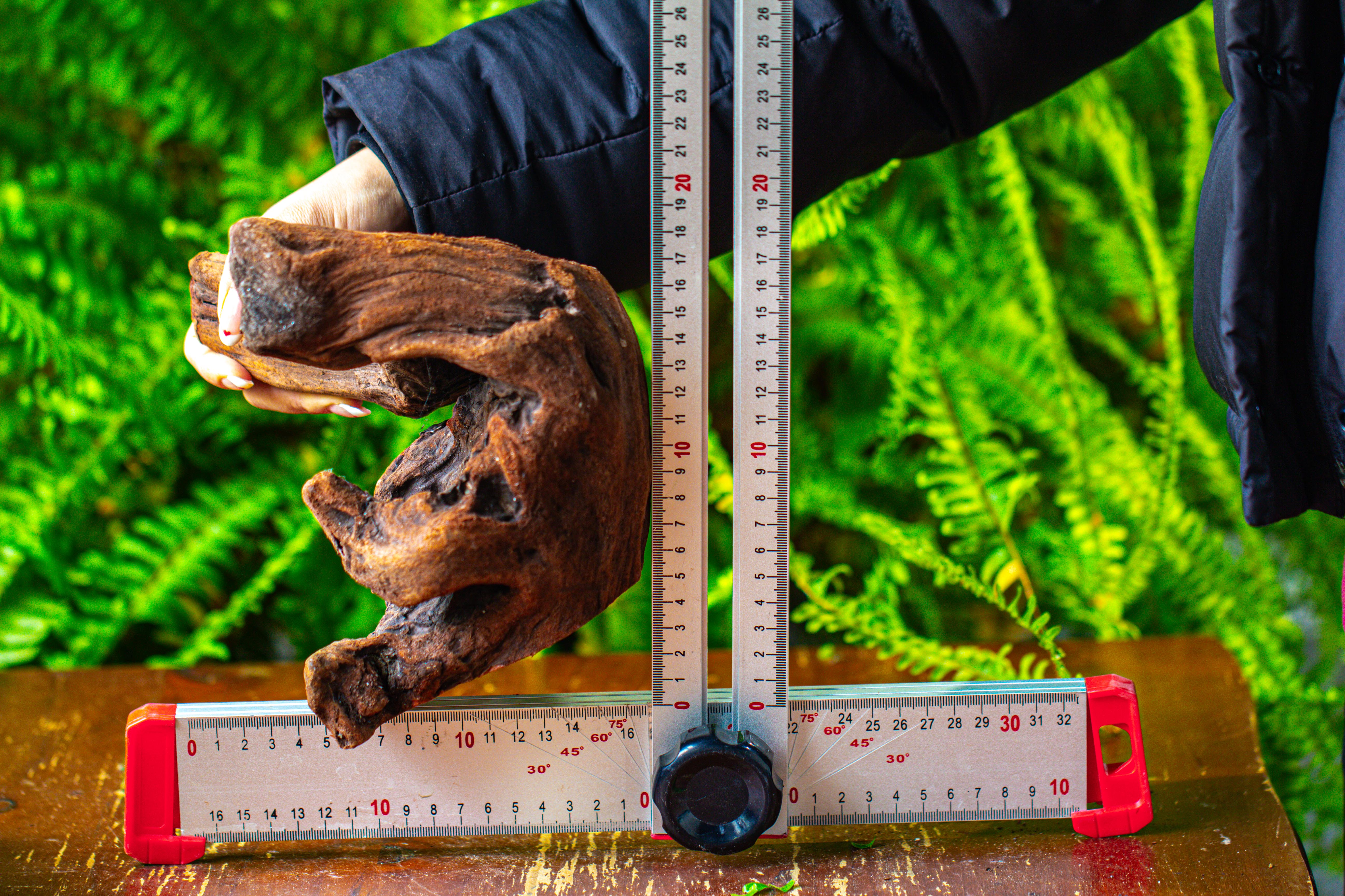 driftwood for moss terrarium, miniature, micro landscape,T8012 - NCYPgarden