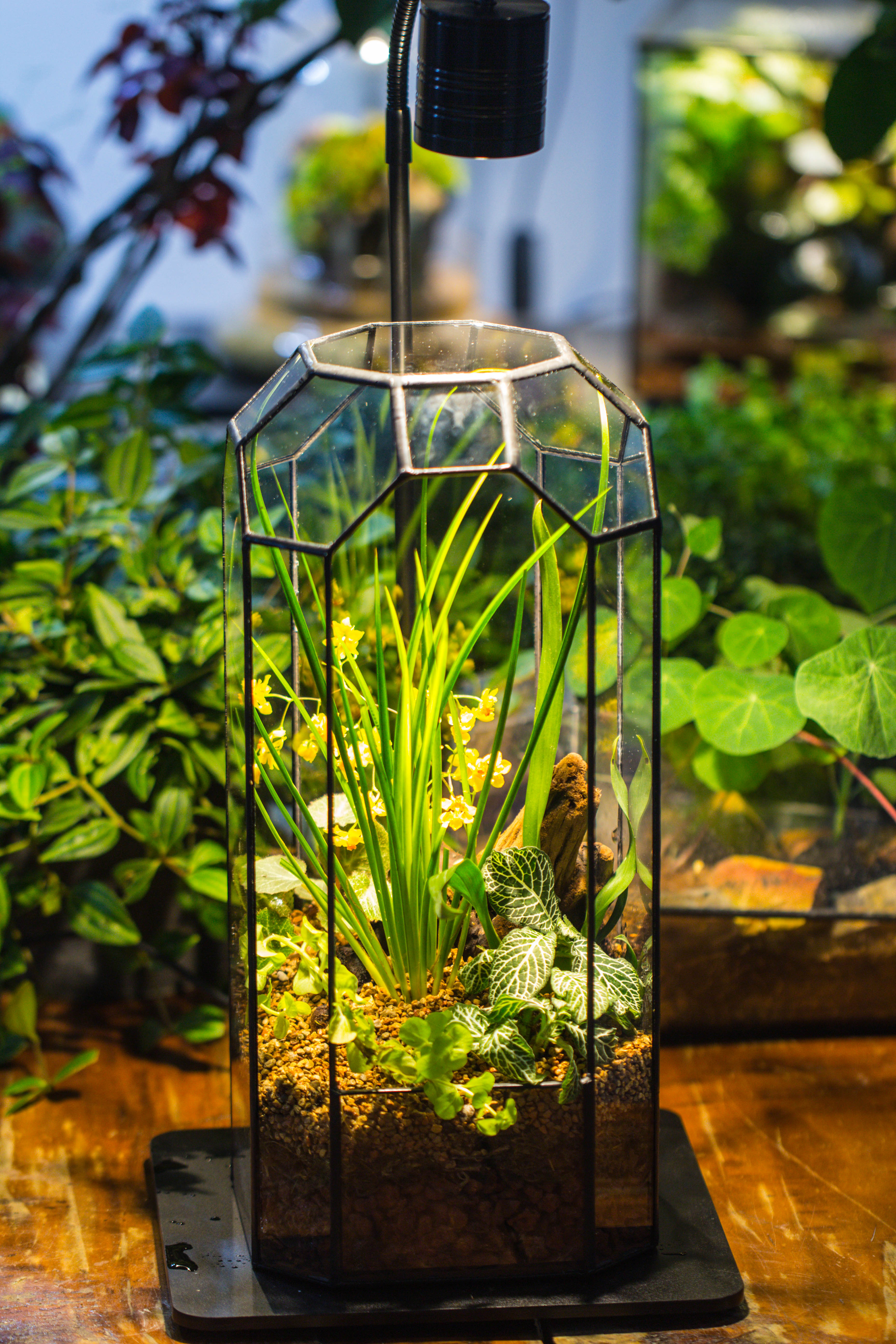 Vintage Tall Octagon Geometric Tin Glass Terrarium , 12.6" , open, suitable for tall plants, orchid, small begonia Pitcher, Micro landscape   -with warm light set - NCYPgarden