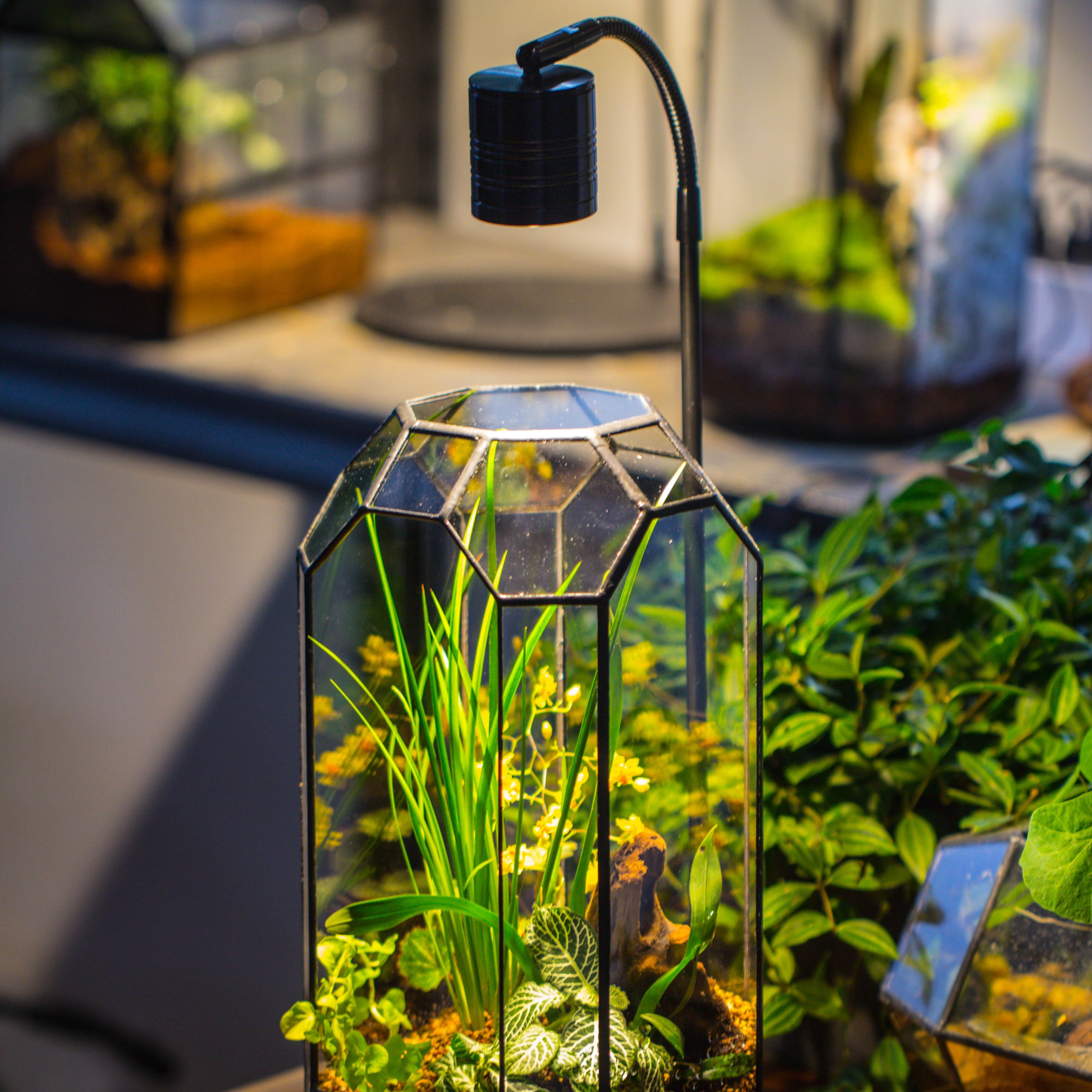 5W Warm White Black LED Grow Light adjustable with Black Matte Stand, or terrarium, moss, shade plants, Multi Size Available customizable    -39cm / 15.4 - NCYPgarden