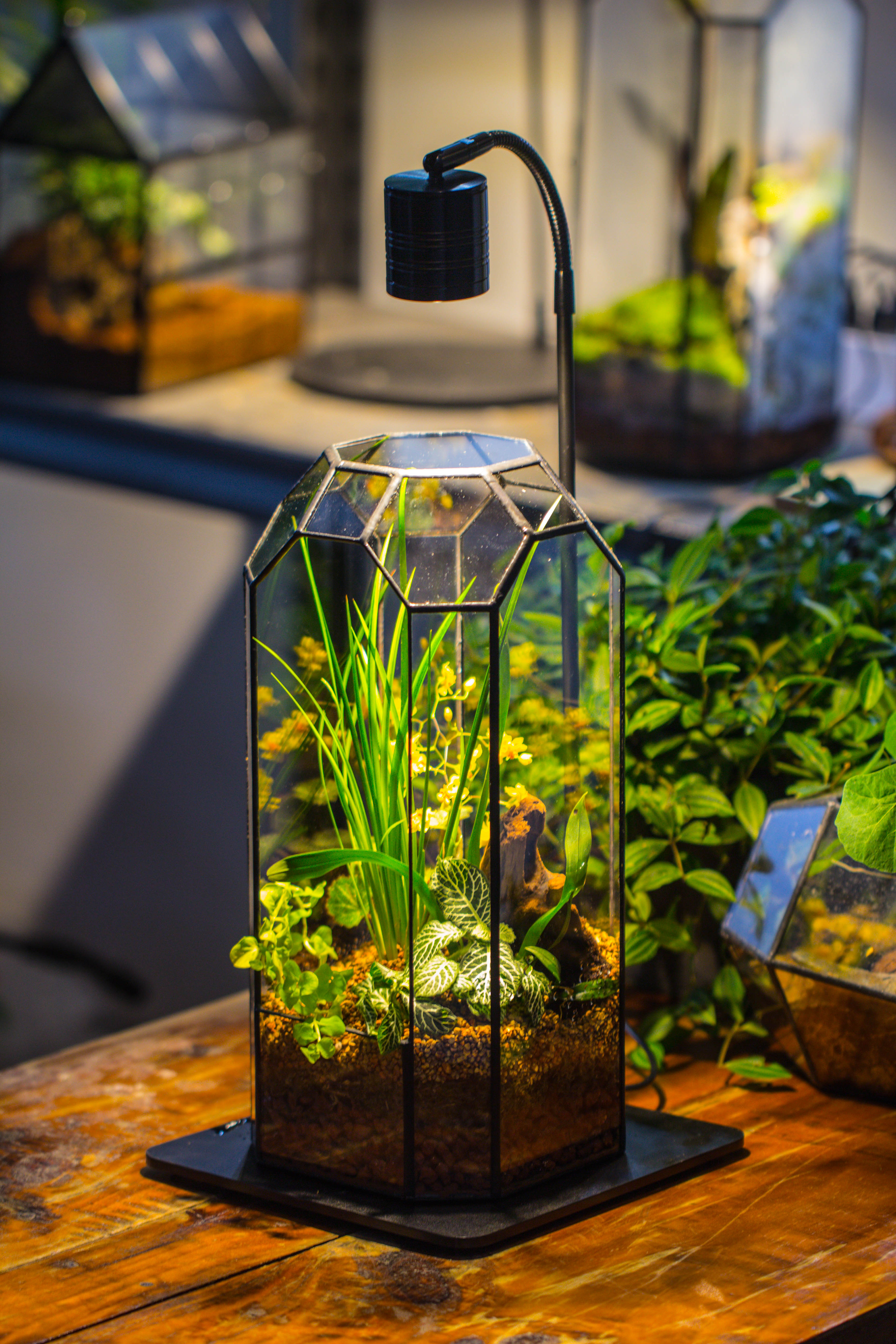 Vintage Tall Octagon Geometric Tin Glass Terrarium , 12.6" , open, suitable for tall plants, orchid, small begonia Pitcher, Micro landscape - NCYPgarden