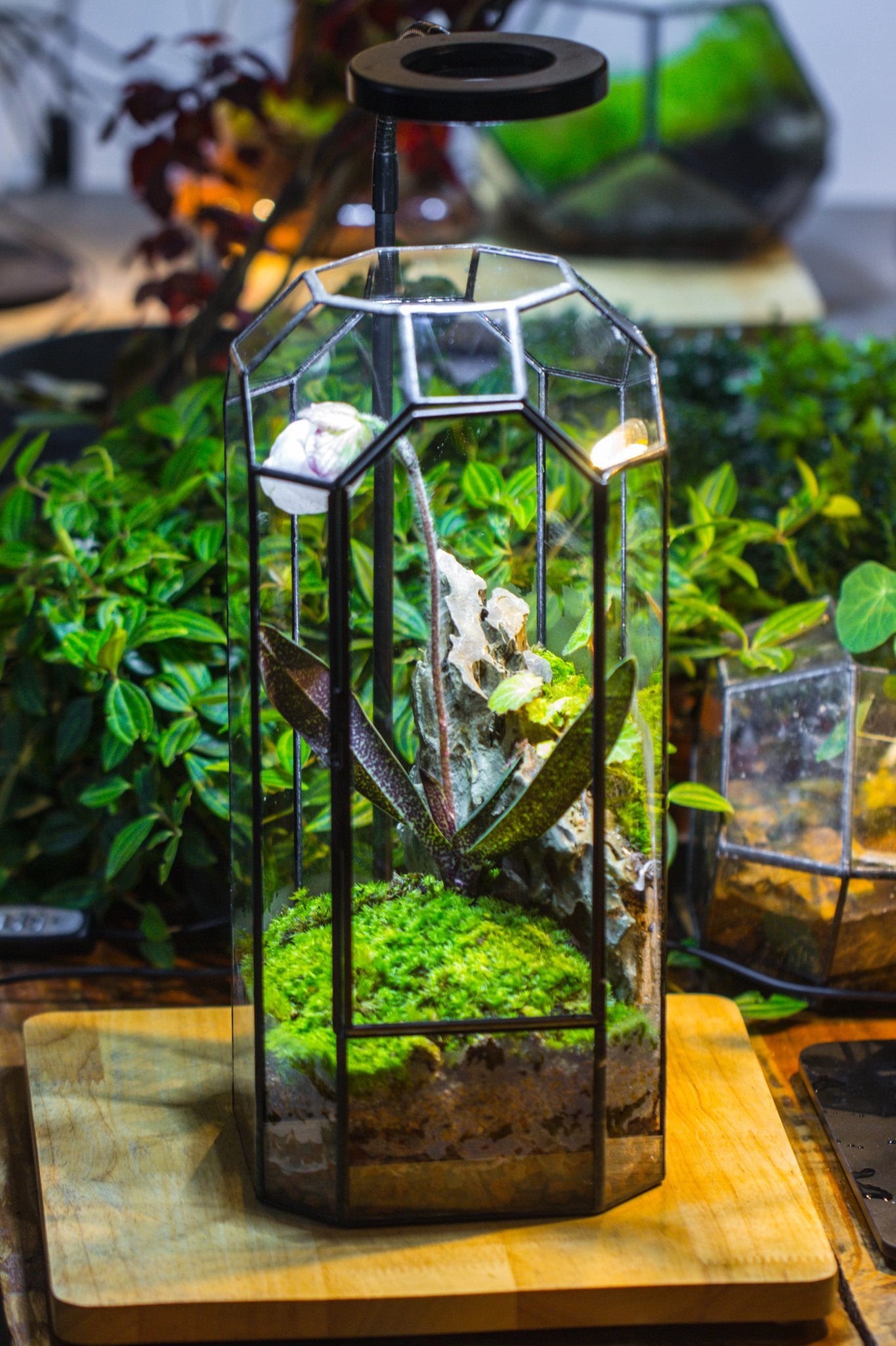 Vintage Tall Octagon Geometric Tin Glass Terrarium , 12.6" , close, suitable for tall plants, orchid, small begonia Pitcher, Micro landscape - with white light set - NCYPgarden