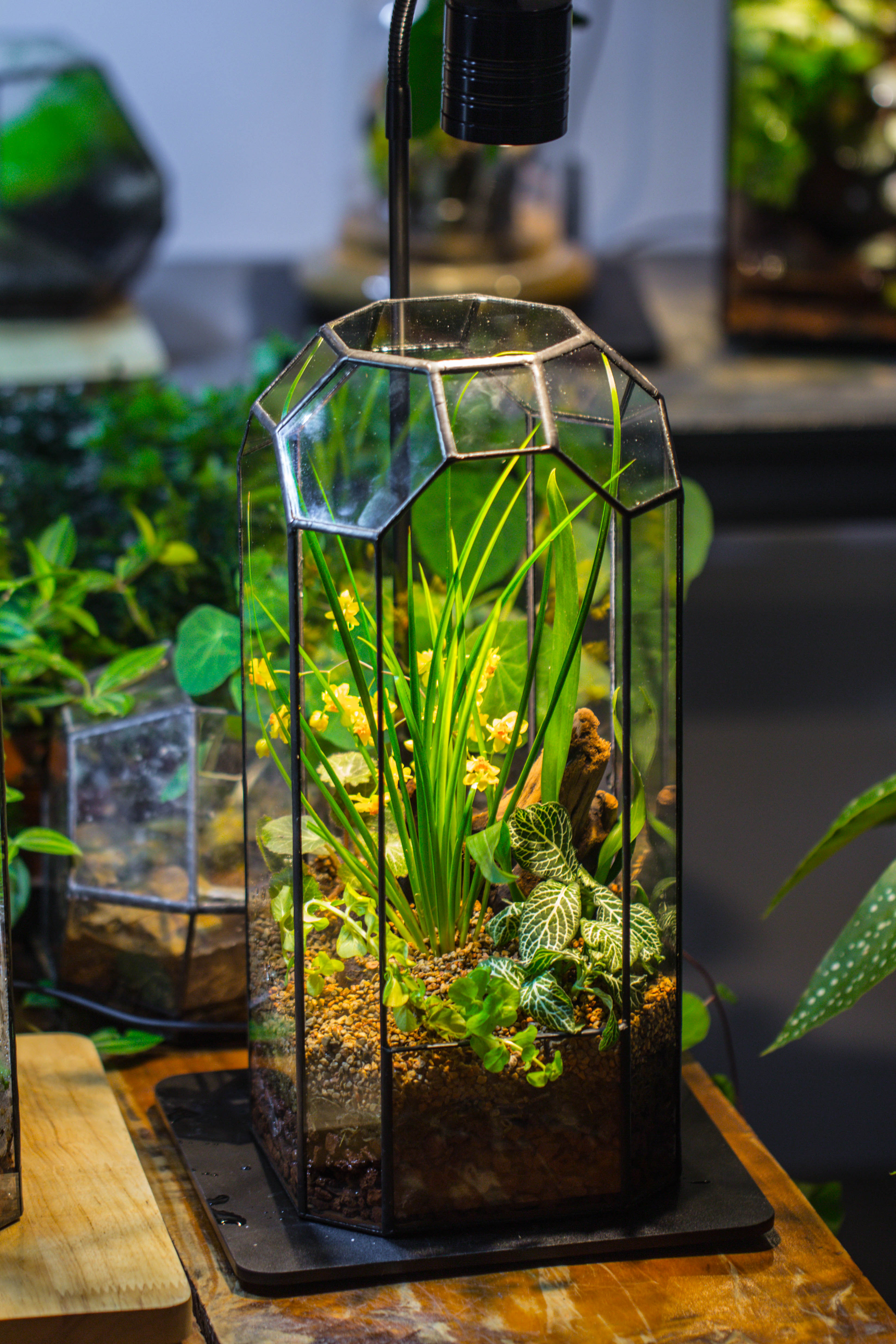 Vintage Tall Octagon Geometric Tin Glass Terrarium , 12.6" , open, suitable for tall plants, orchid, small begonia Pitcher, Micro landscape   -with warm light set - NCYPgarden