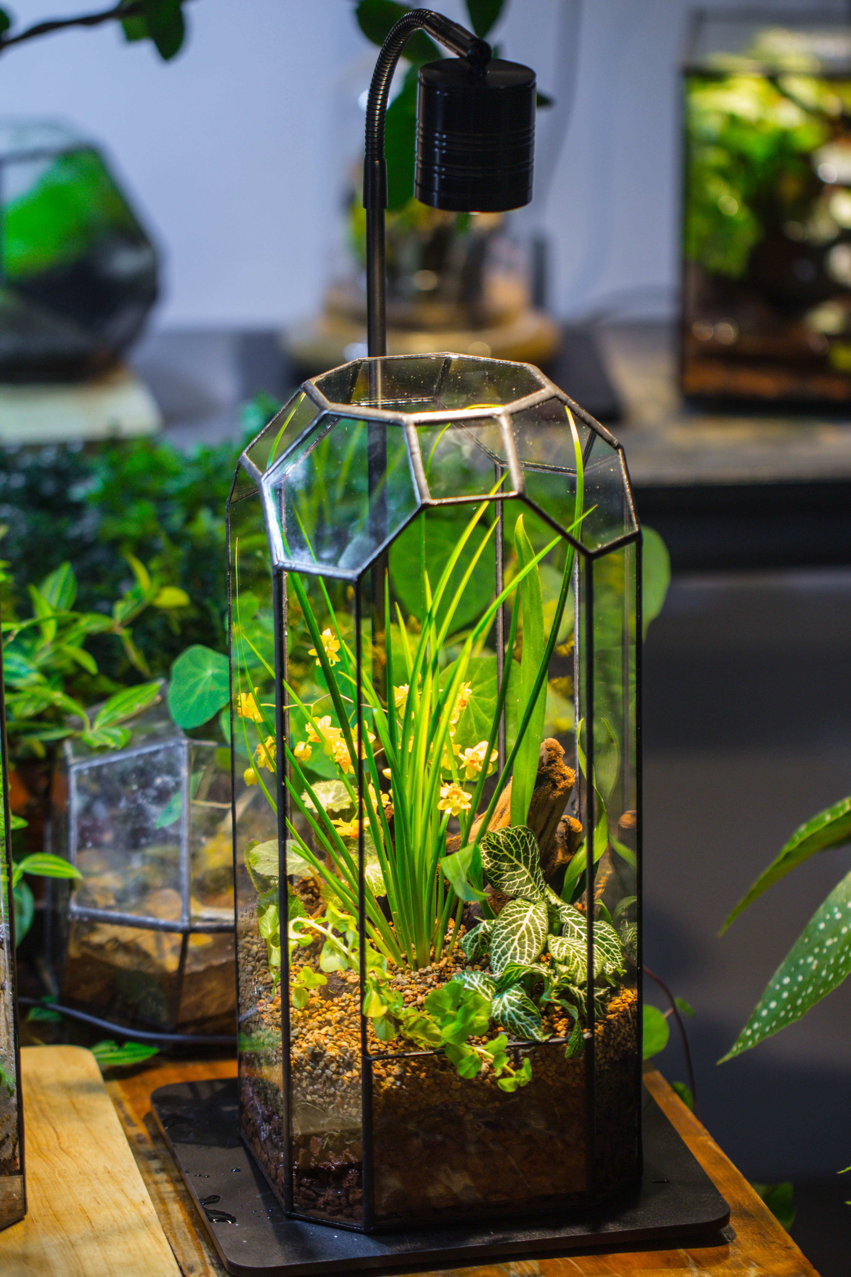 5W Warm White Black LED Grow Light adjustable with Black Matte Stand, or terrarium, moss, shade plants, Multi Size Available customizable    -39cm / 15.4 - NCYPgarden