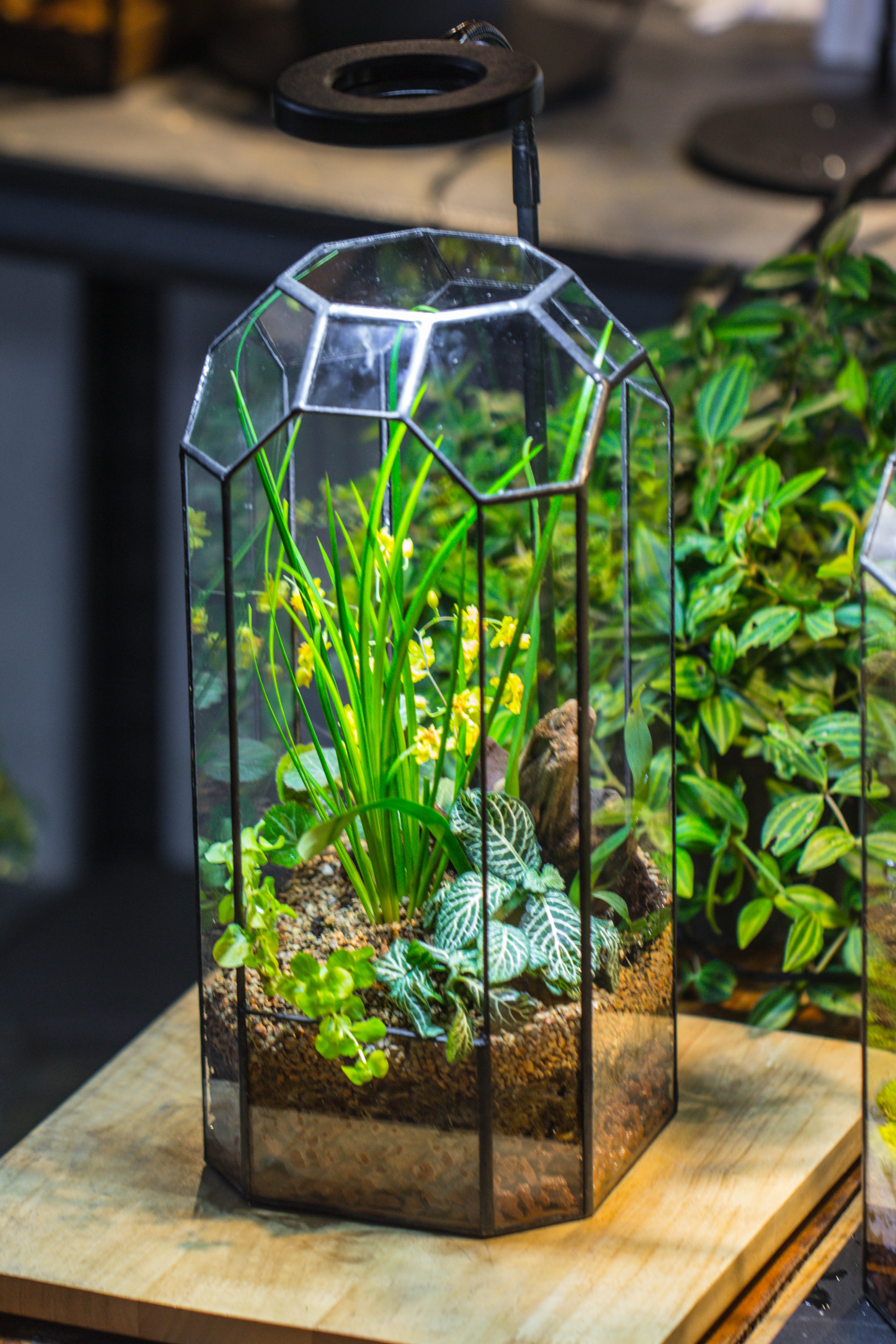 Vintage Tall Octagon Geometric Tin Glass Terrarium , 12.6" , open, suitable for tall plants, orchid, small begonia Pitcher, Micro landscape  -with white light set - NCYPgarden