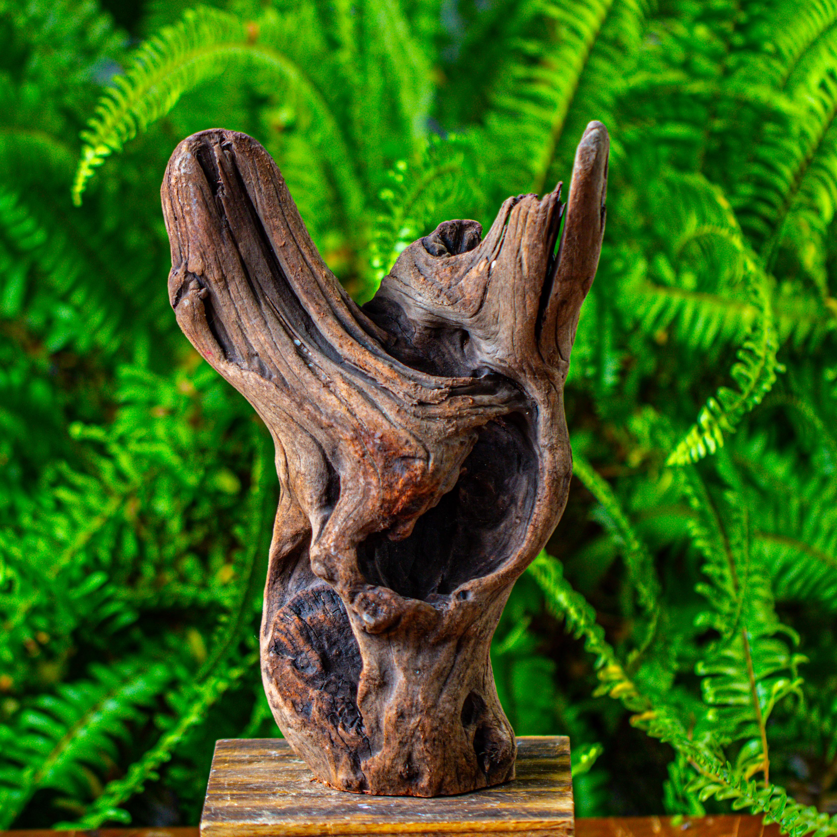 driftwood for moss terrarium, miniature, micro landscape,T8007 - NCYPgarden