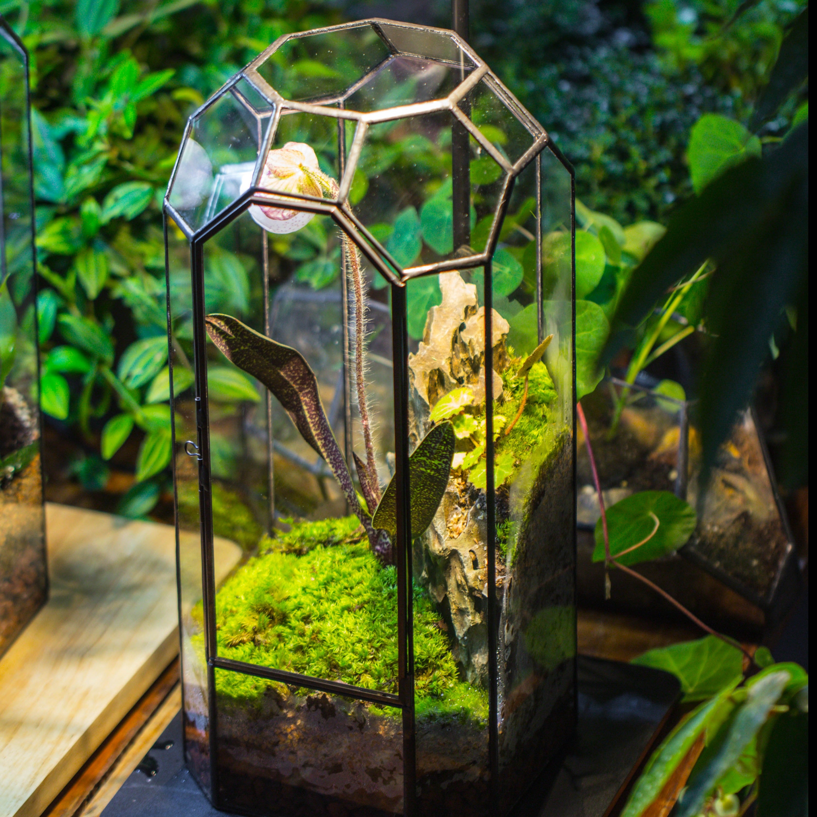 Vintage Tall Octagon Geometric Tin Glass Terrarium , 12.6" , close, suitable for tall plants, orchid, small begonia Pitcher, Micro landscape    -with warm light set - NCYPgarden