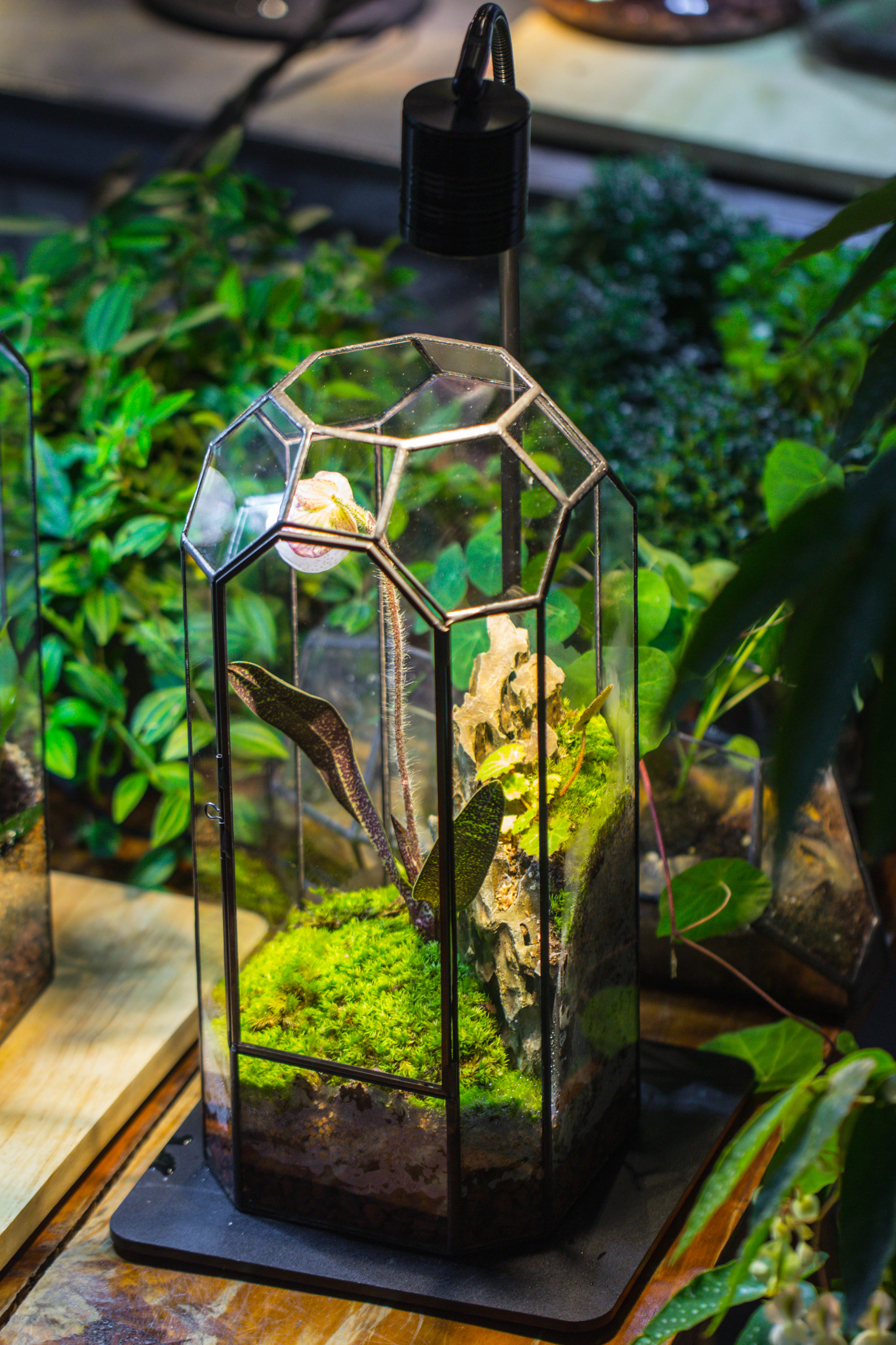 Vintage Tall Octagon Geometric Tin Glass Terrarium , 12.6" , close, suitable for tall plants, orchid, small begonia Pitcher, Micro landscape    -with warm light set - NCYPgarden