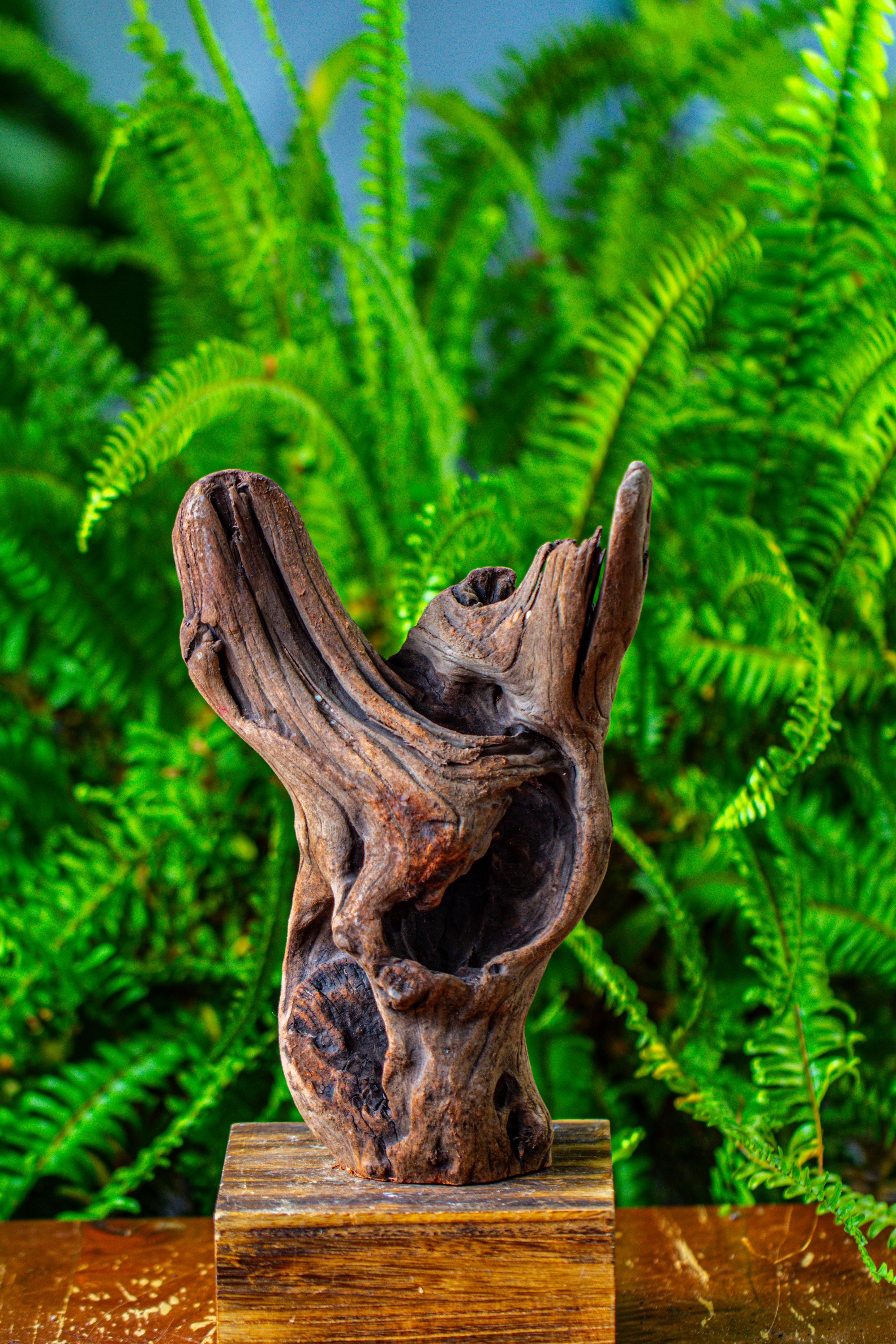 driftwood for moss terrarium, miniature, micro landscape,T8007 - NCYPgarden