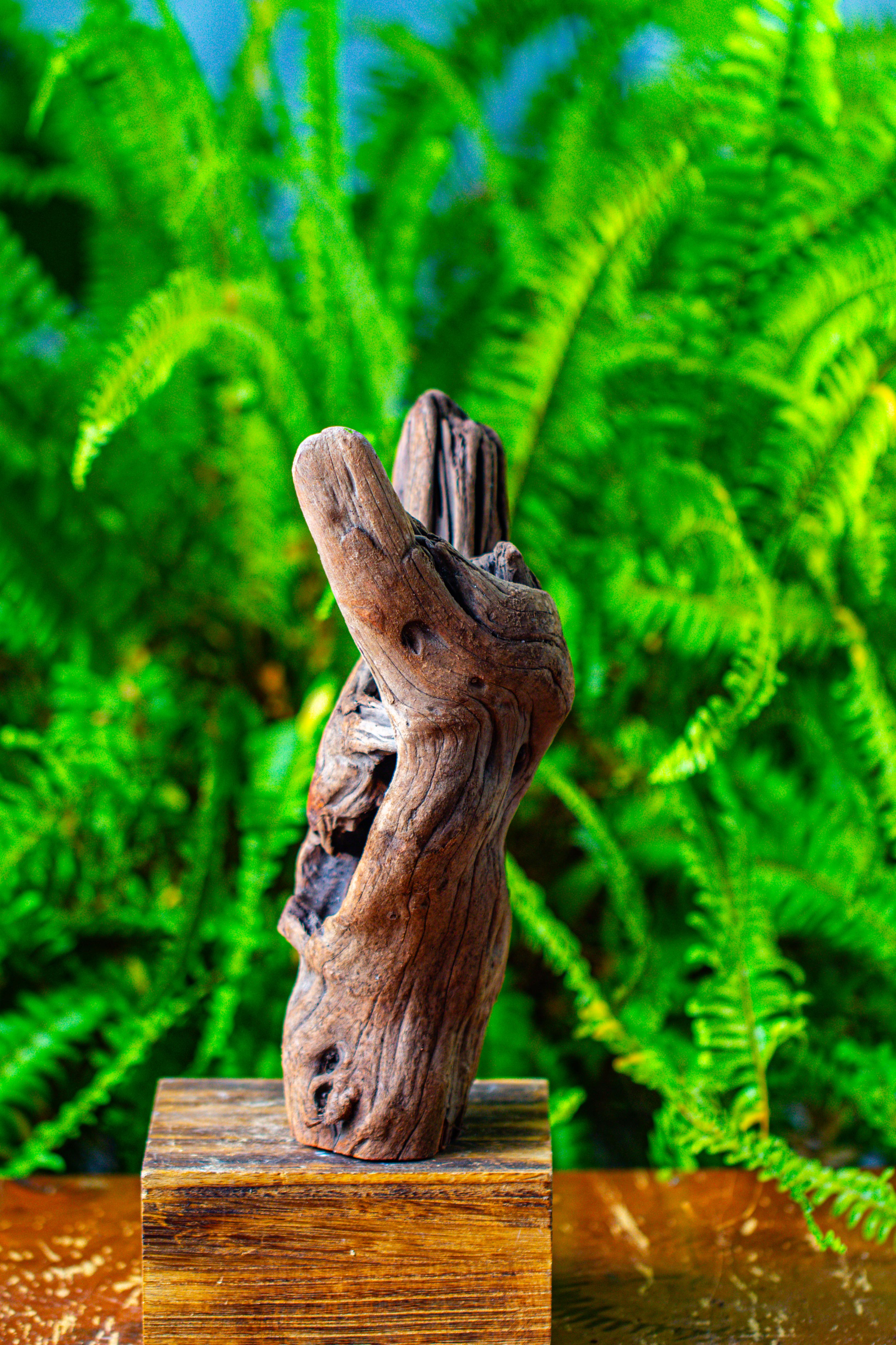driftwood for moss terrarium, miniature, micro landscape,T8007 - NCYPgarden