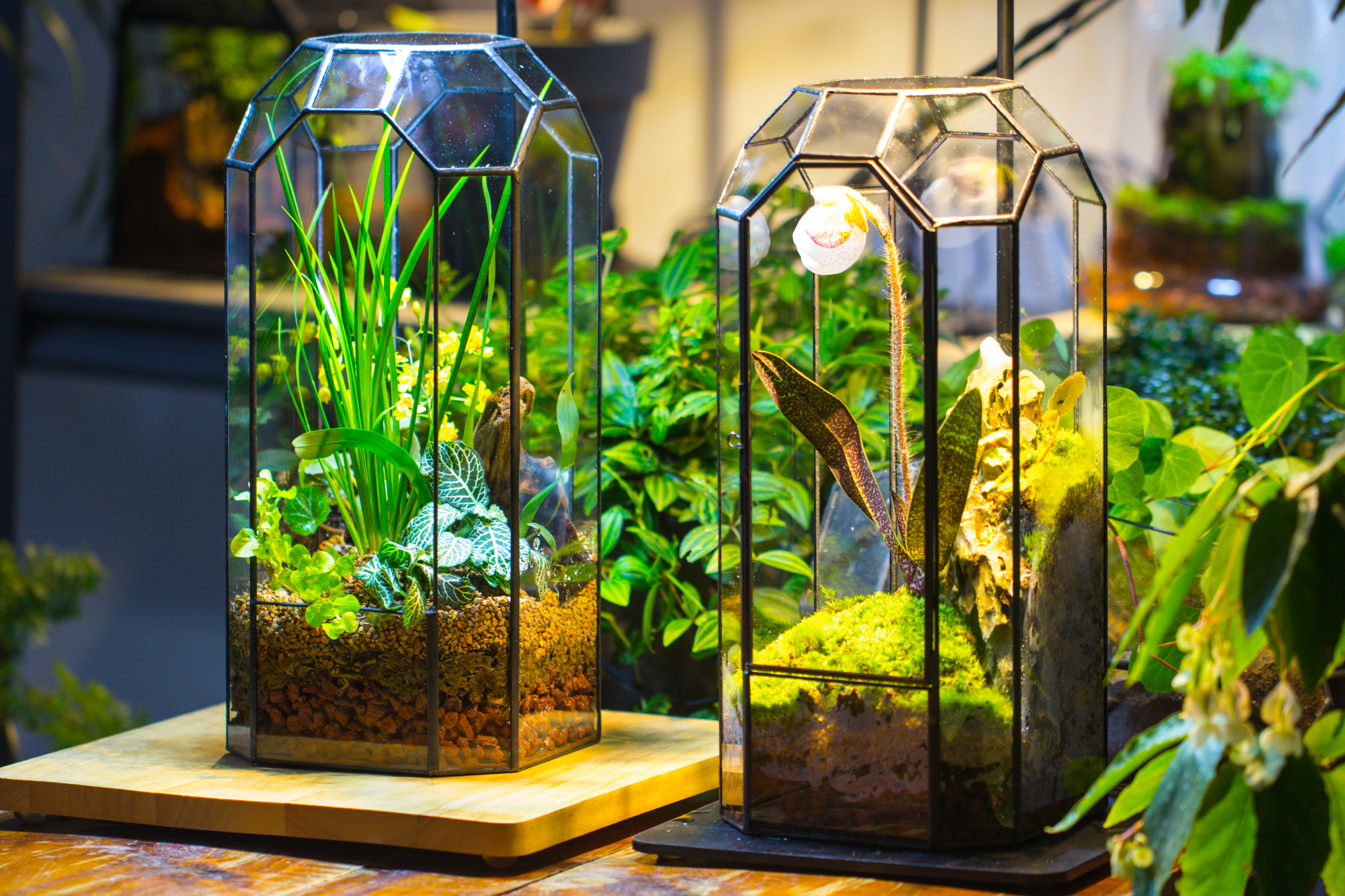 Vintage Tall Octagon Geometric Tin Glass Terrarium , 12.6" , open, suitable for tall plants, orchid, small begonia Pitcher, Micro landscape   -with warm light set - NCYPgarden