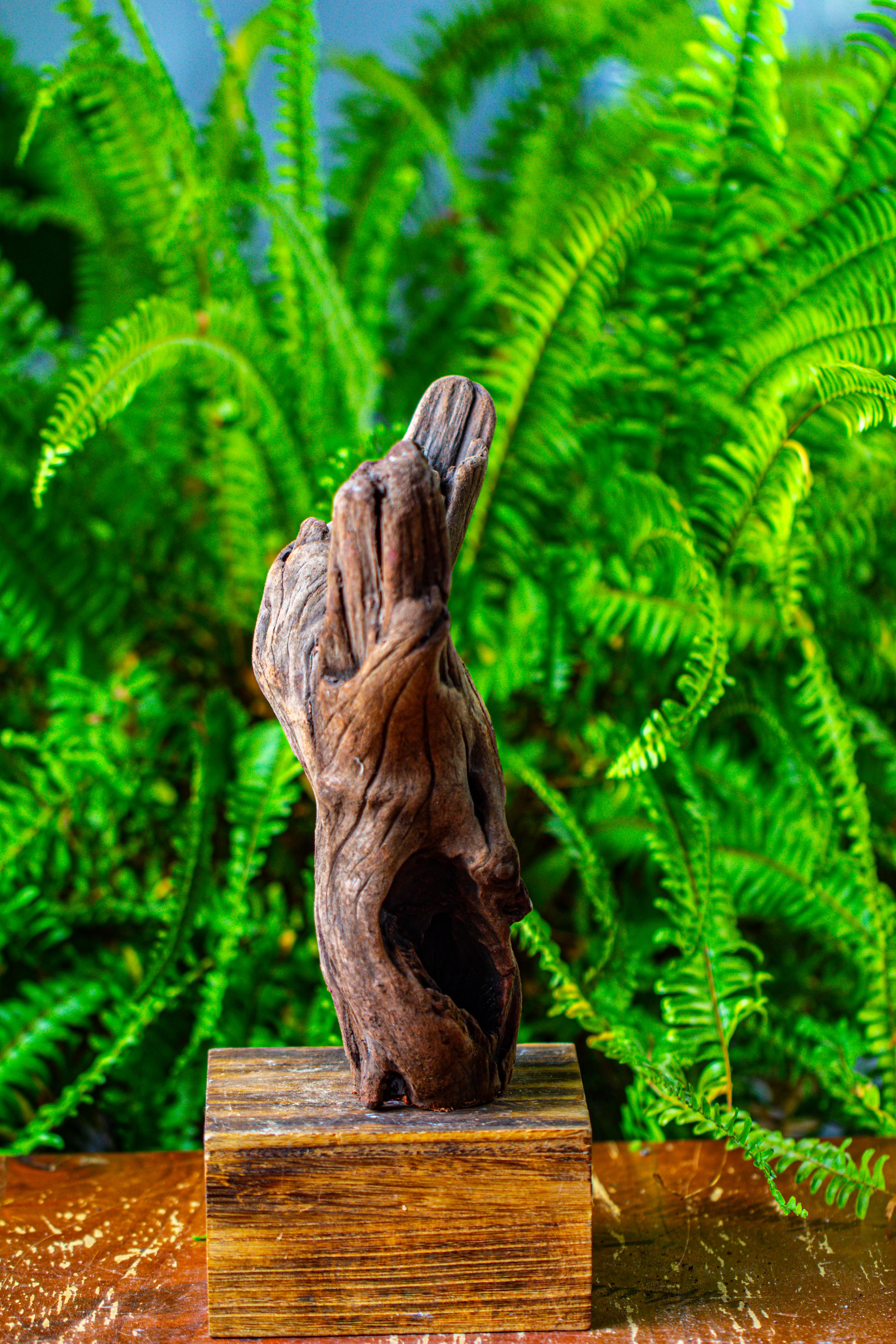 driftwood for moss terrarium, miniature, micro landscape,T8007 - NCYPgarden